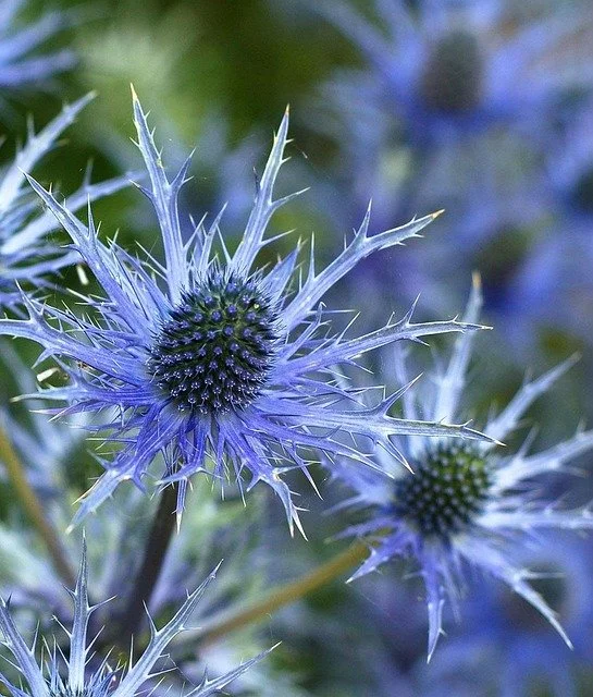 Sharp Flowers and Leaves of Rattlesnake Master