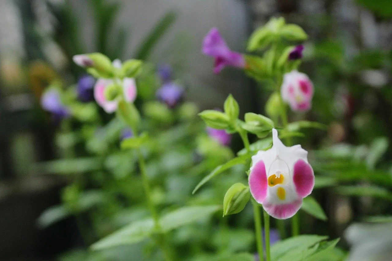 Wishbone Flowers