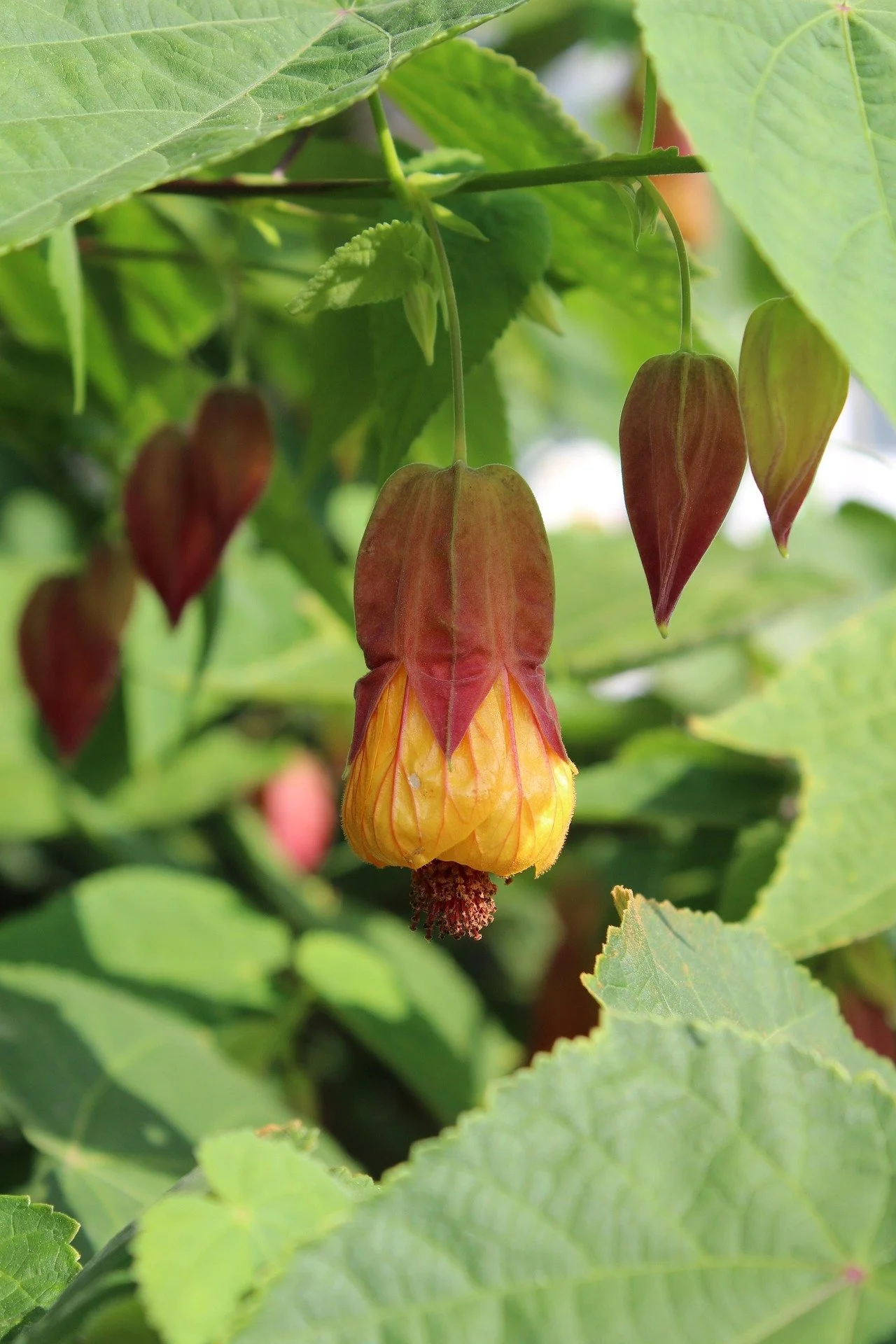 Abutelon indian-mallow-7461273_1920.jpg