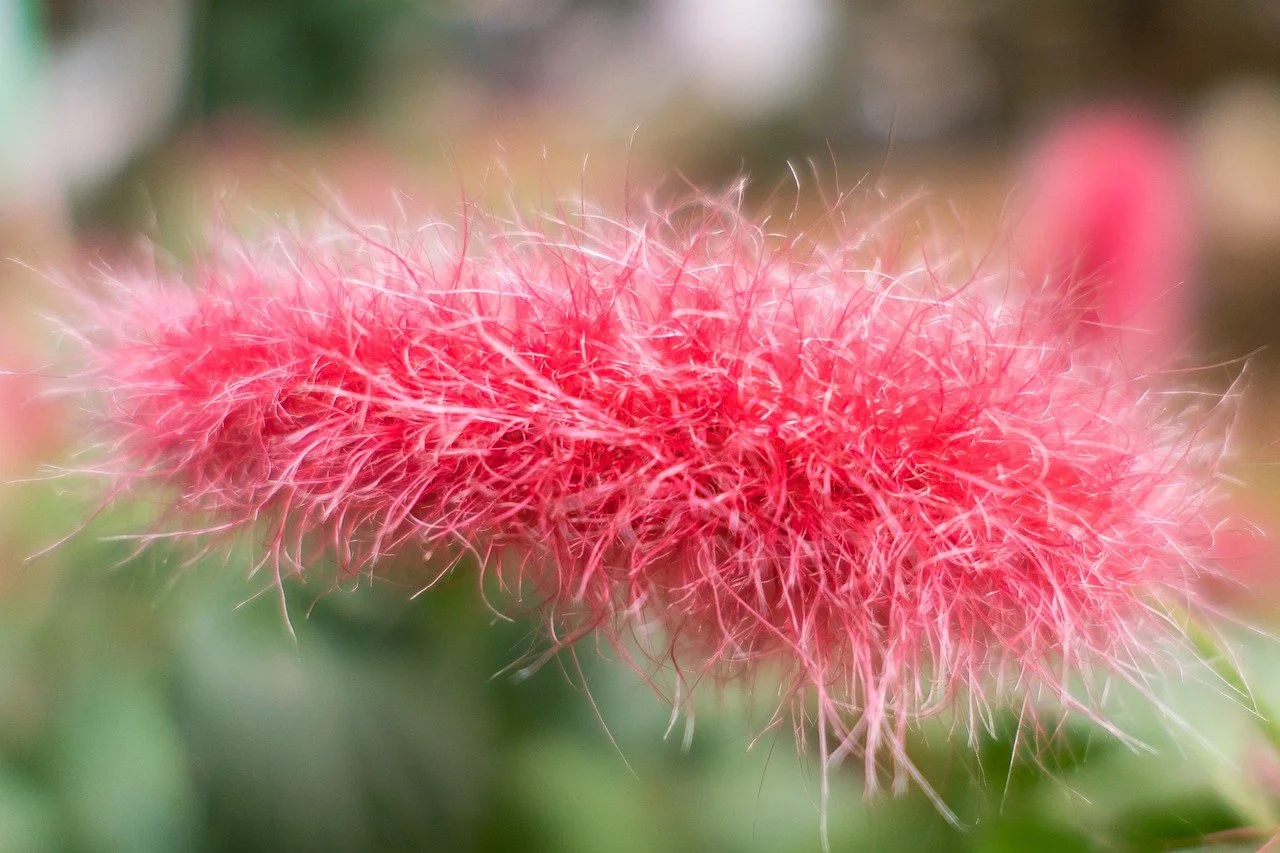 A Plant to Pet