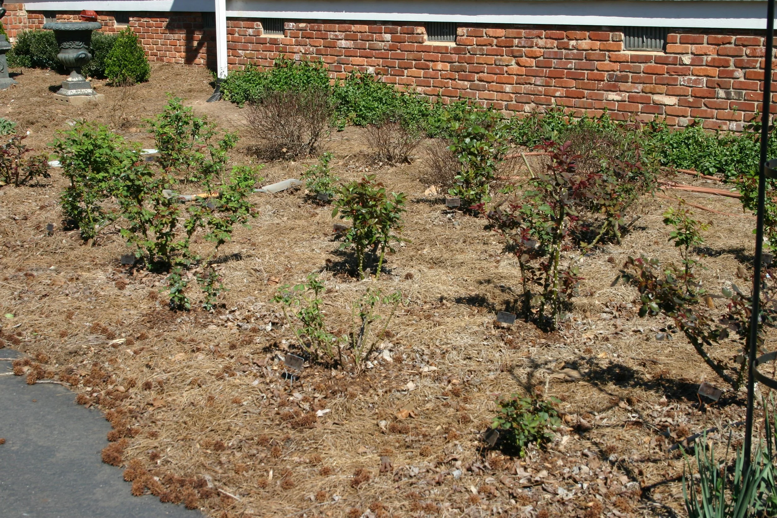 Newly planted roses emerging