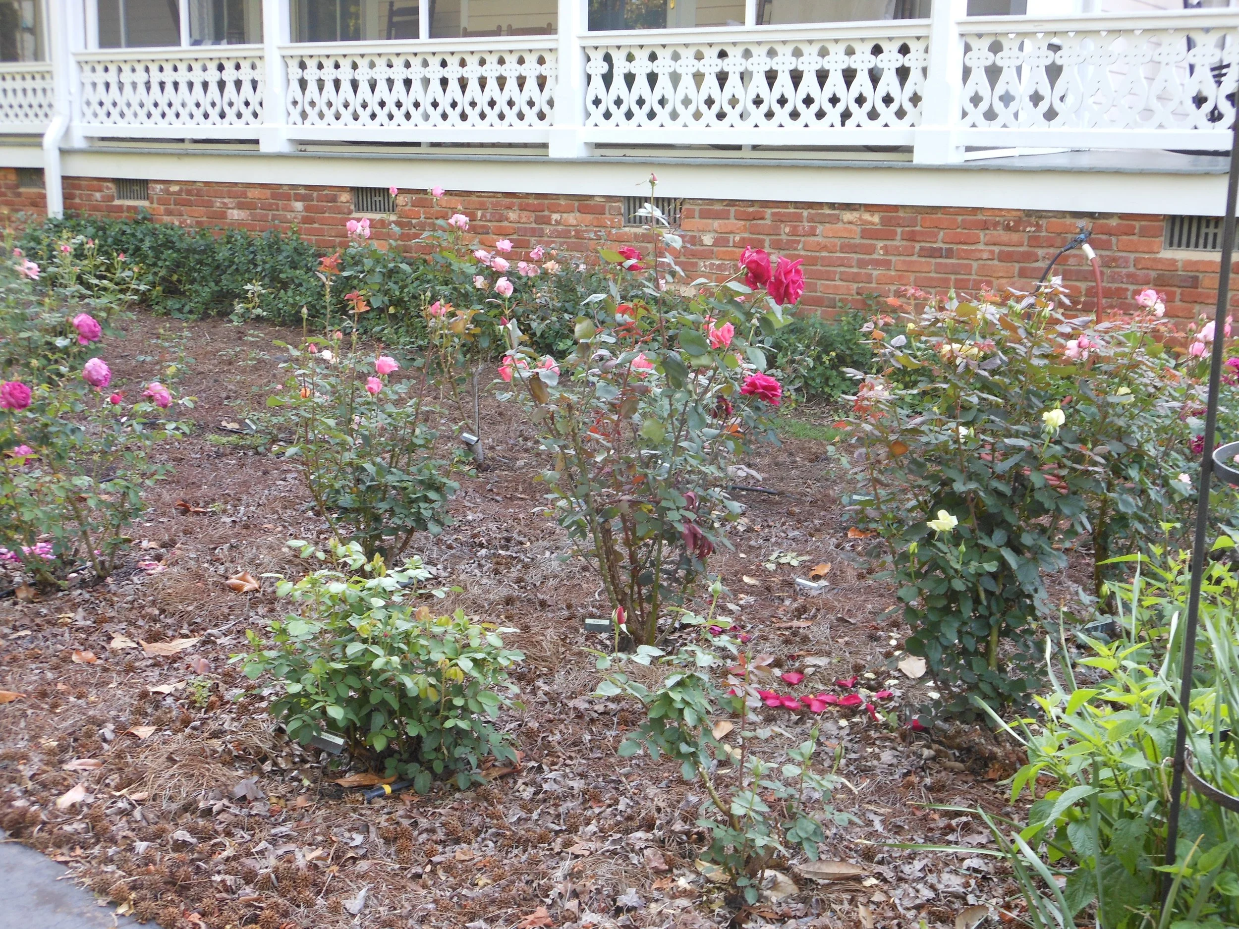 The first year of flowers