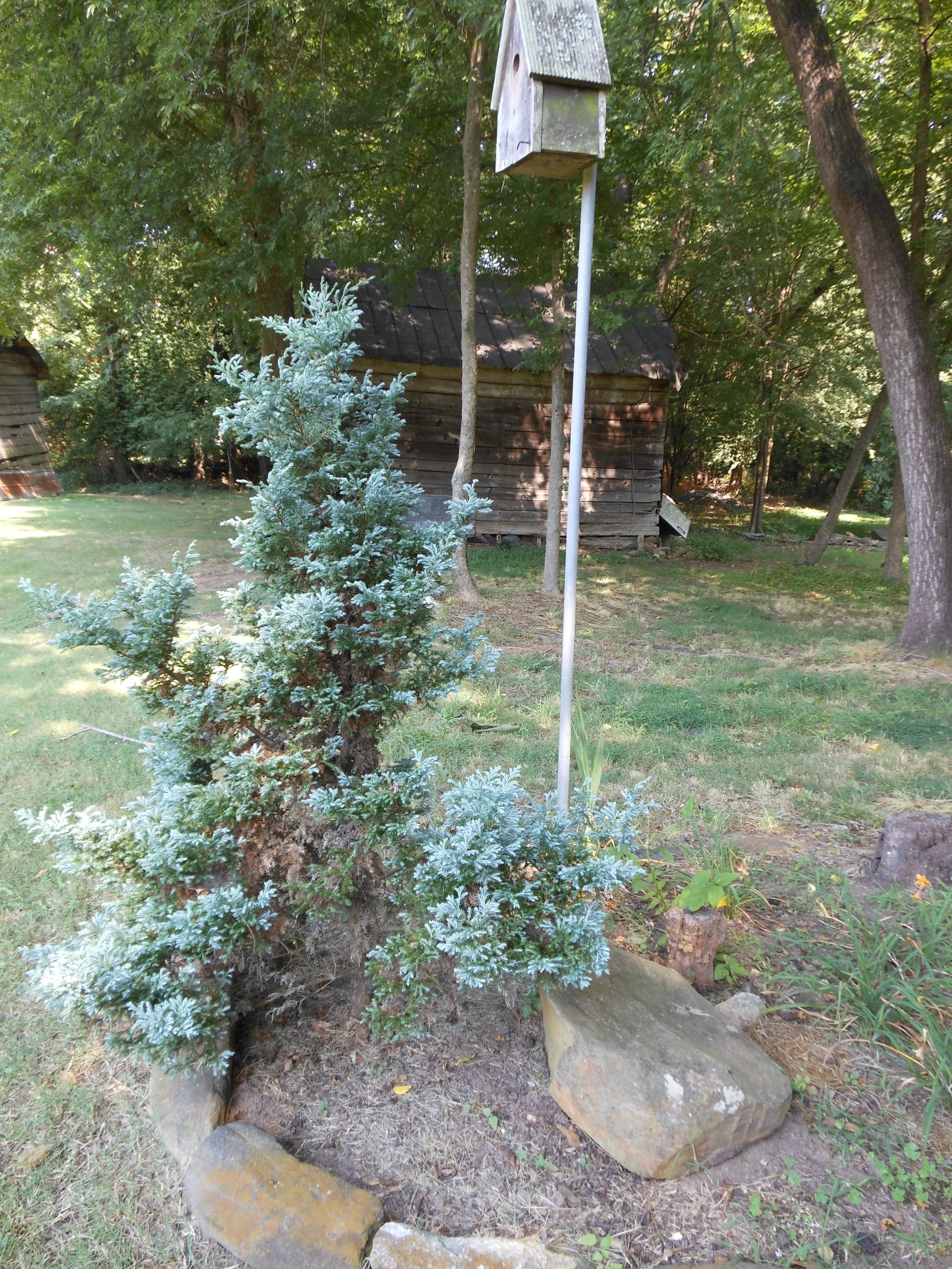 Conifer before poodling