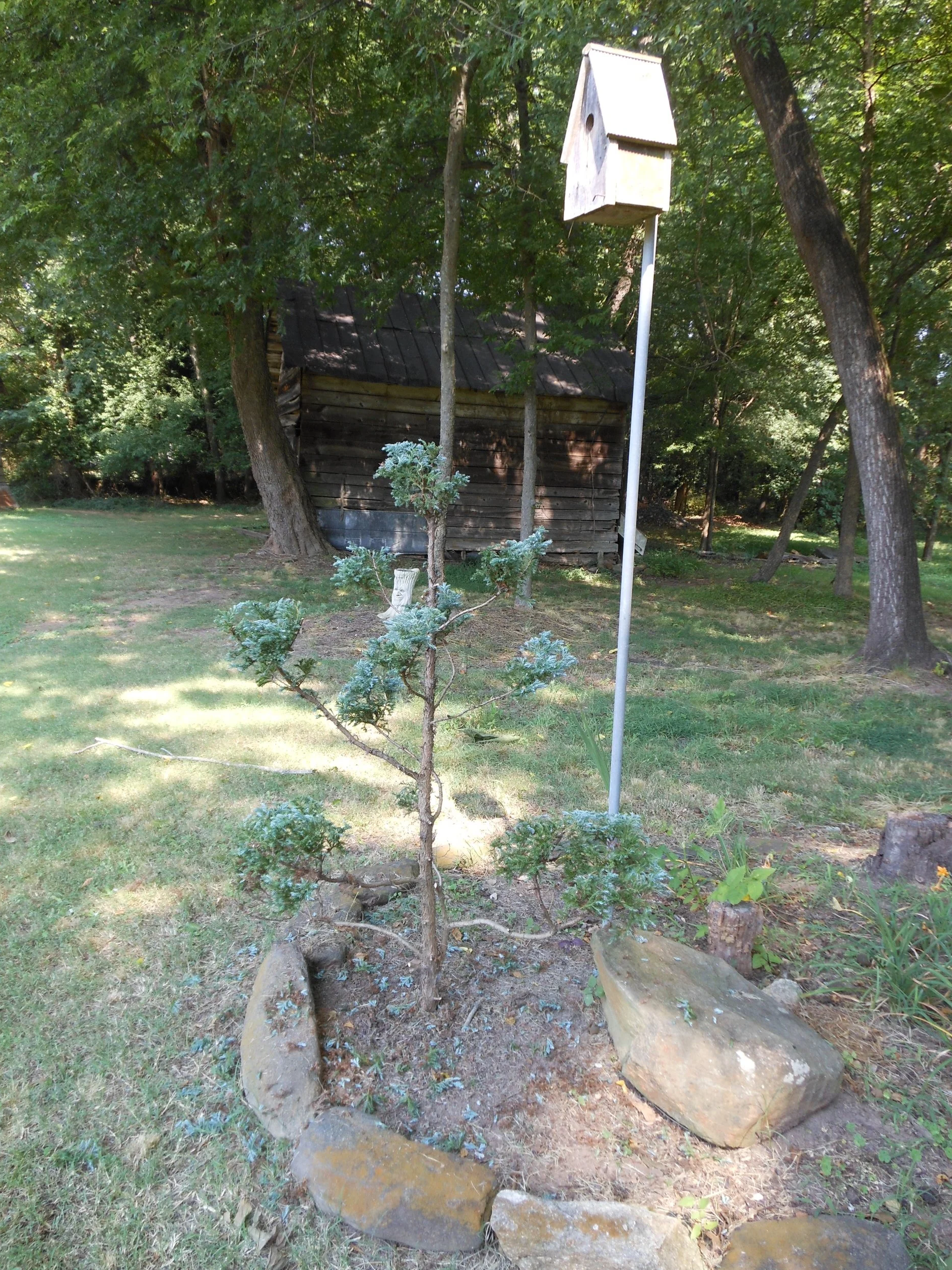 Conifer after poodling