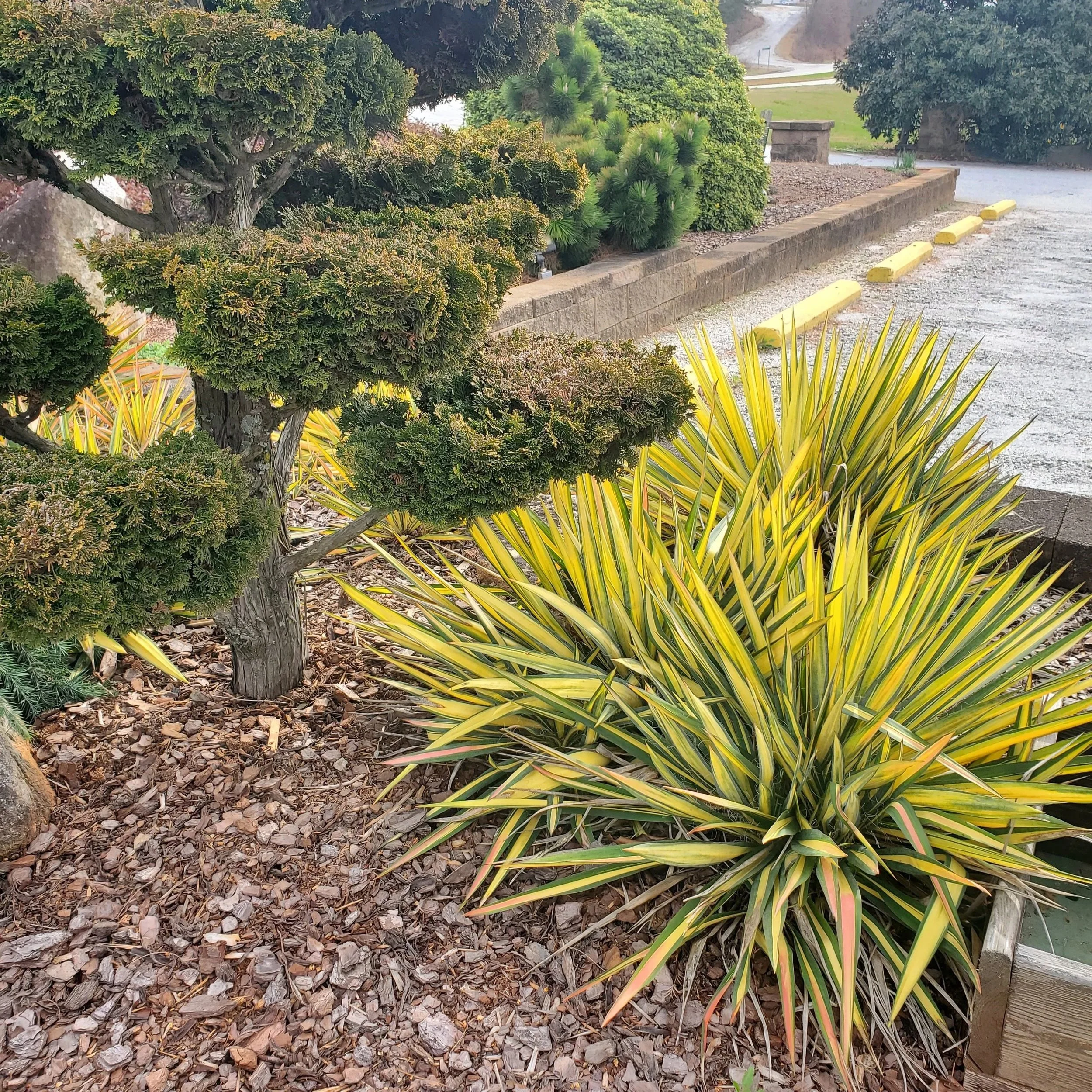 From Almost Dead to Specimen Plant