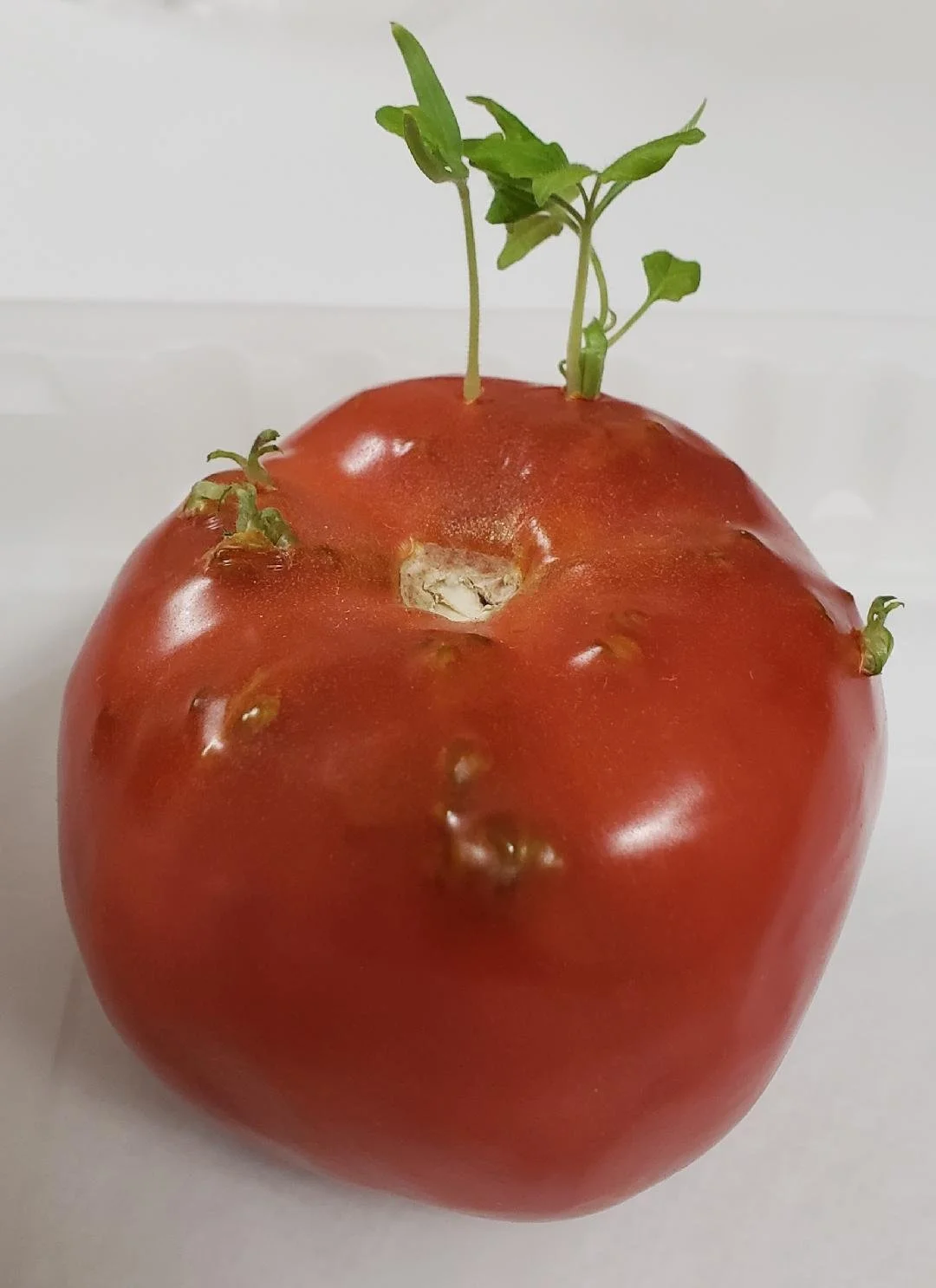 Learning Something New: Vivipary