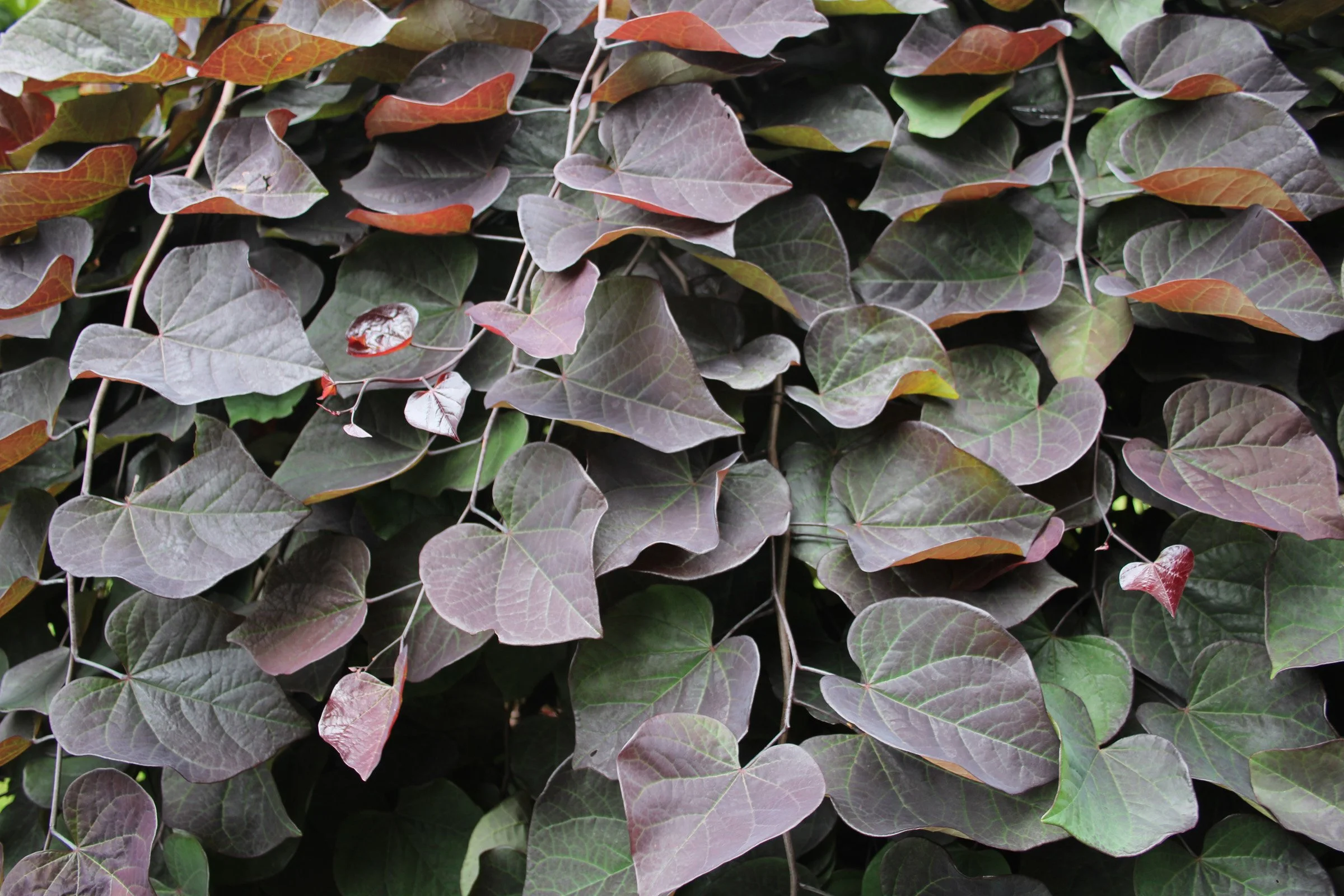 3-4 Cercis Redbud Ruby Falls Closeup.JPG