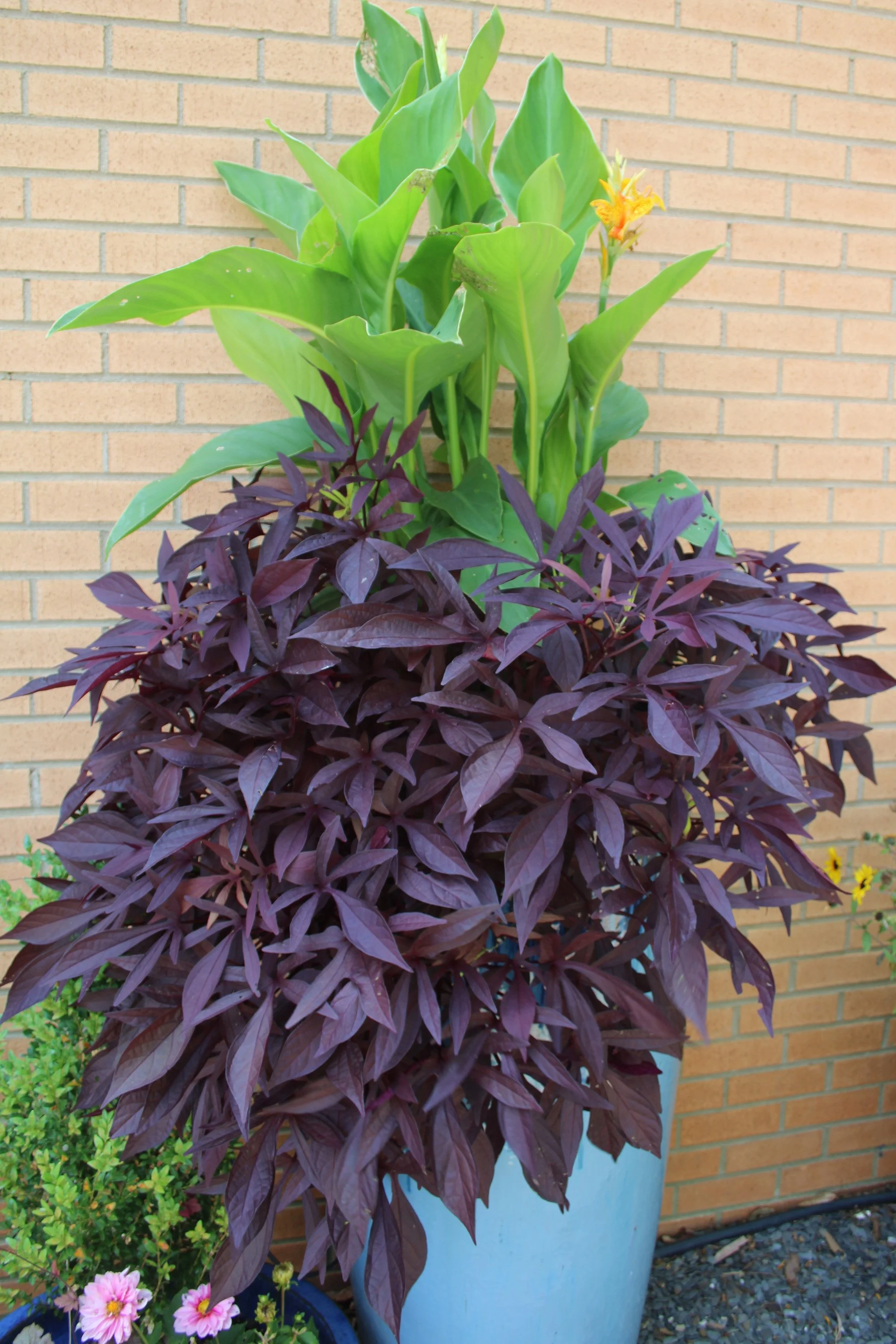 3-1 Ipomoea sweet potato vine with canna in container SCC.JPG