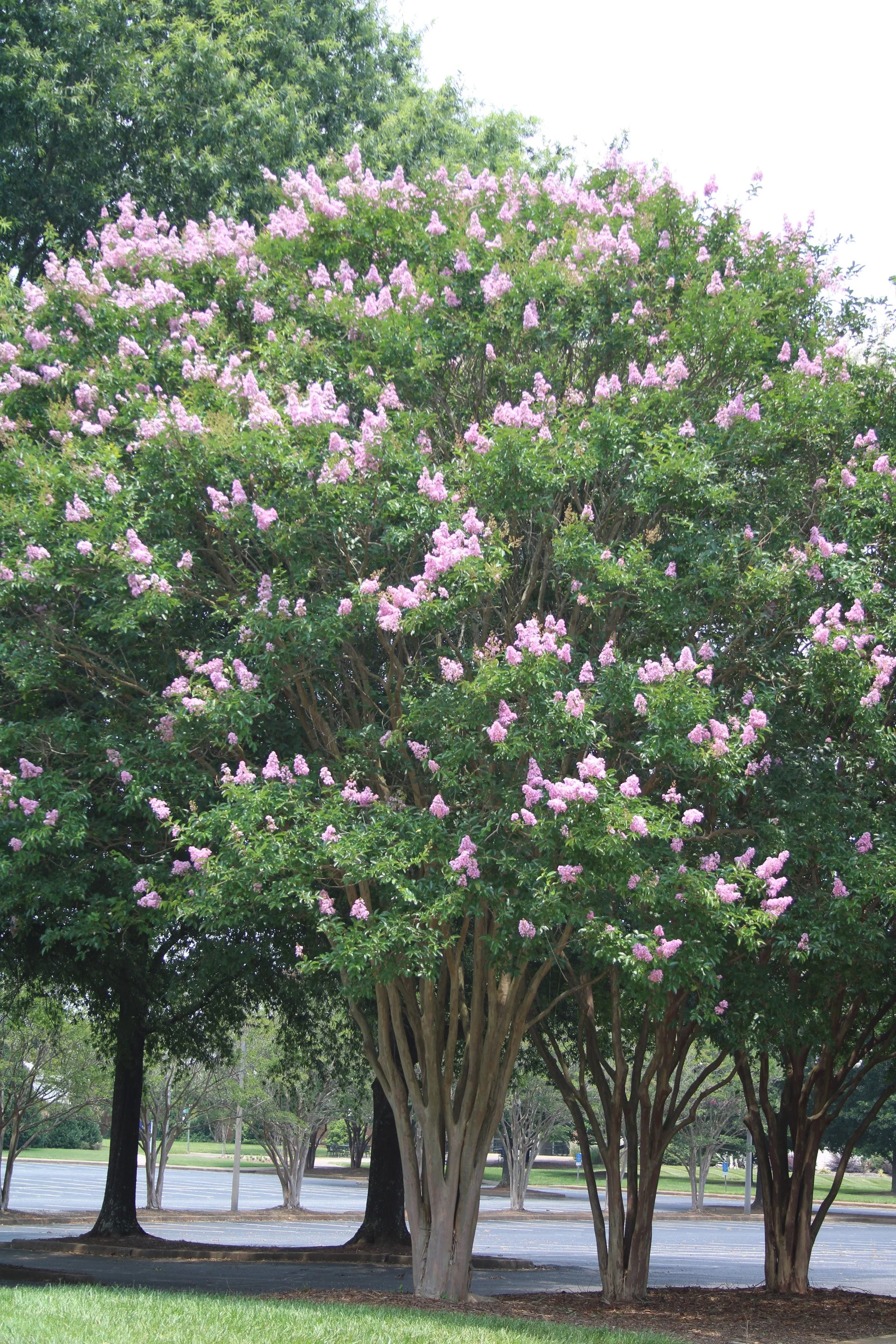 3-77 Lagerstroemia Lavender 1 SCC.JPG