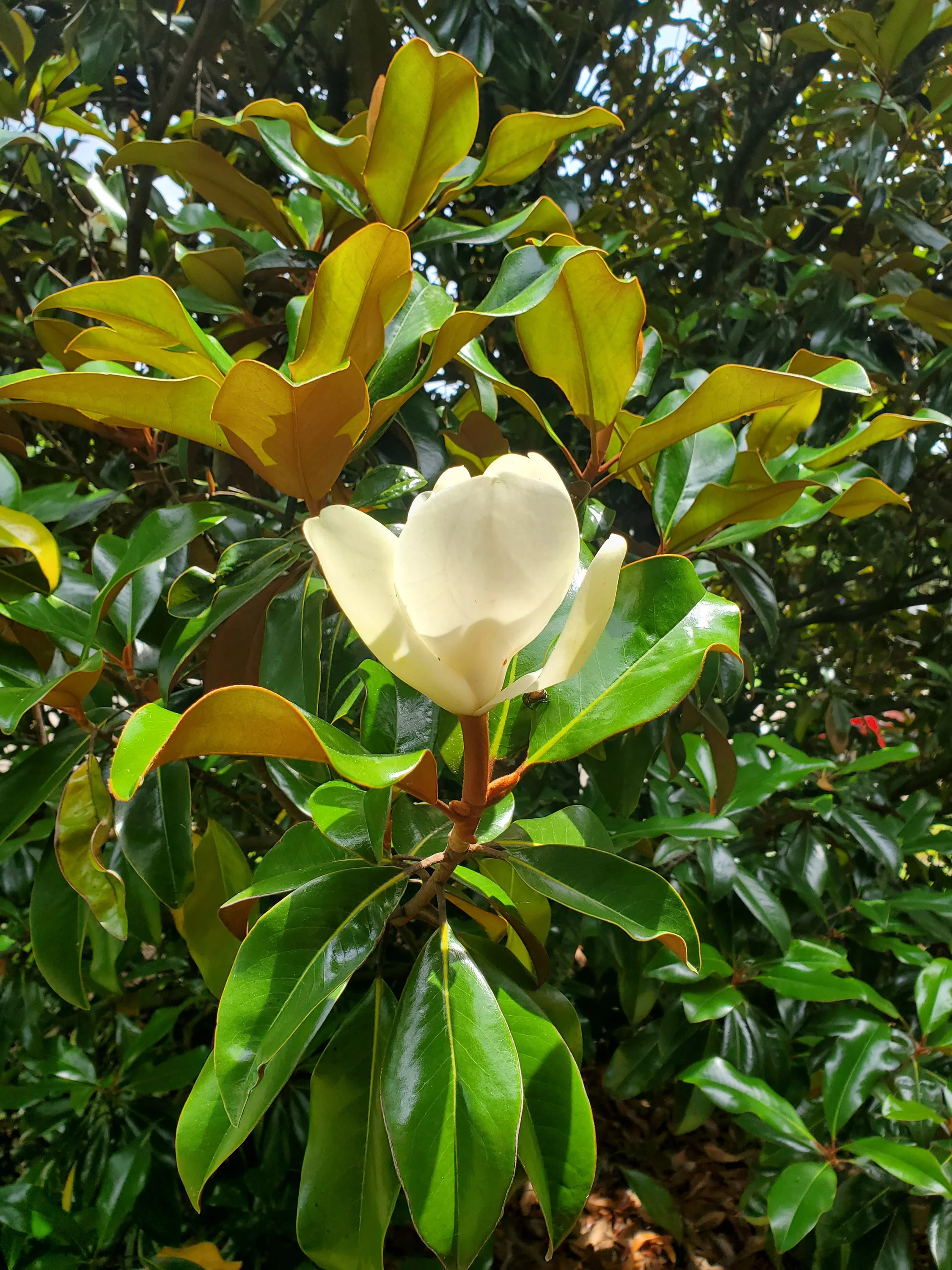 3-78 Magnolia grandiflora open to sun SCC.jpg