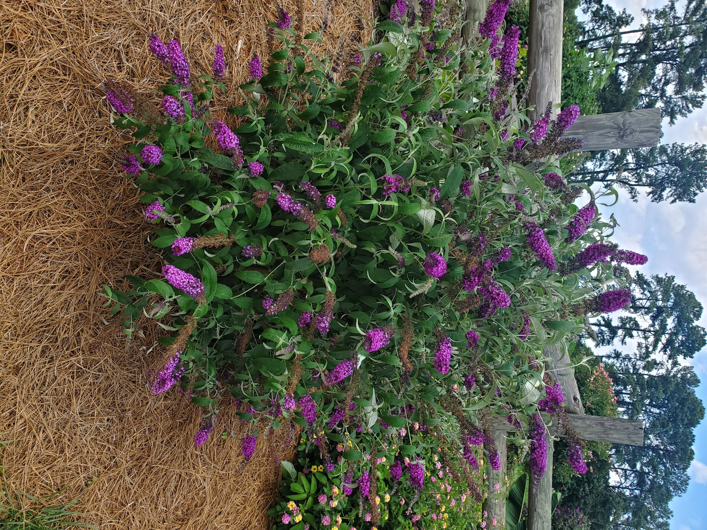 3-83 Buddleia purple against board fence.jpg
