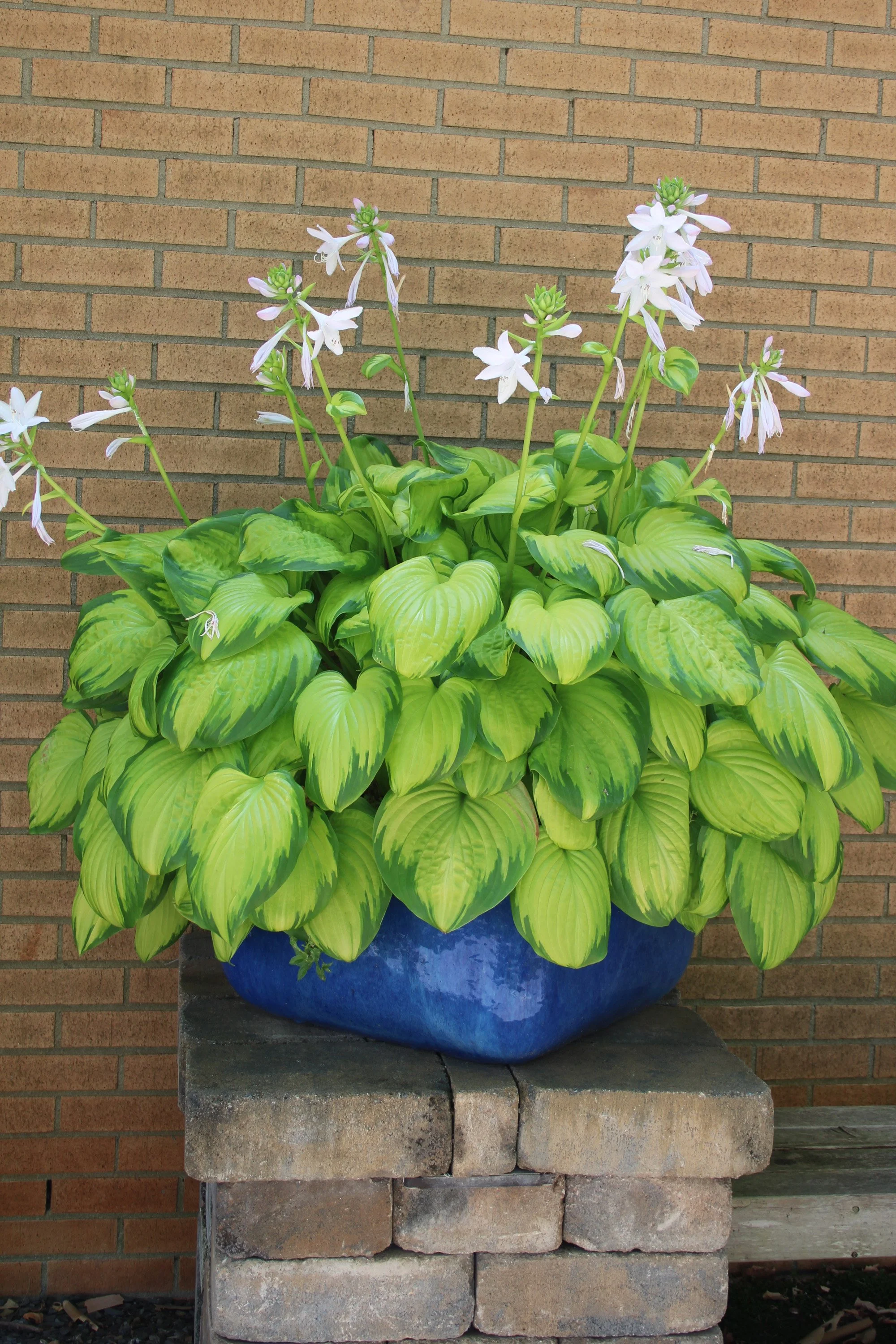 3-107 Hosta in blue pot SCC.JPG