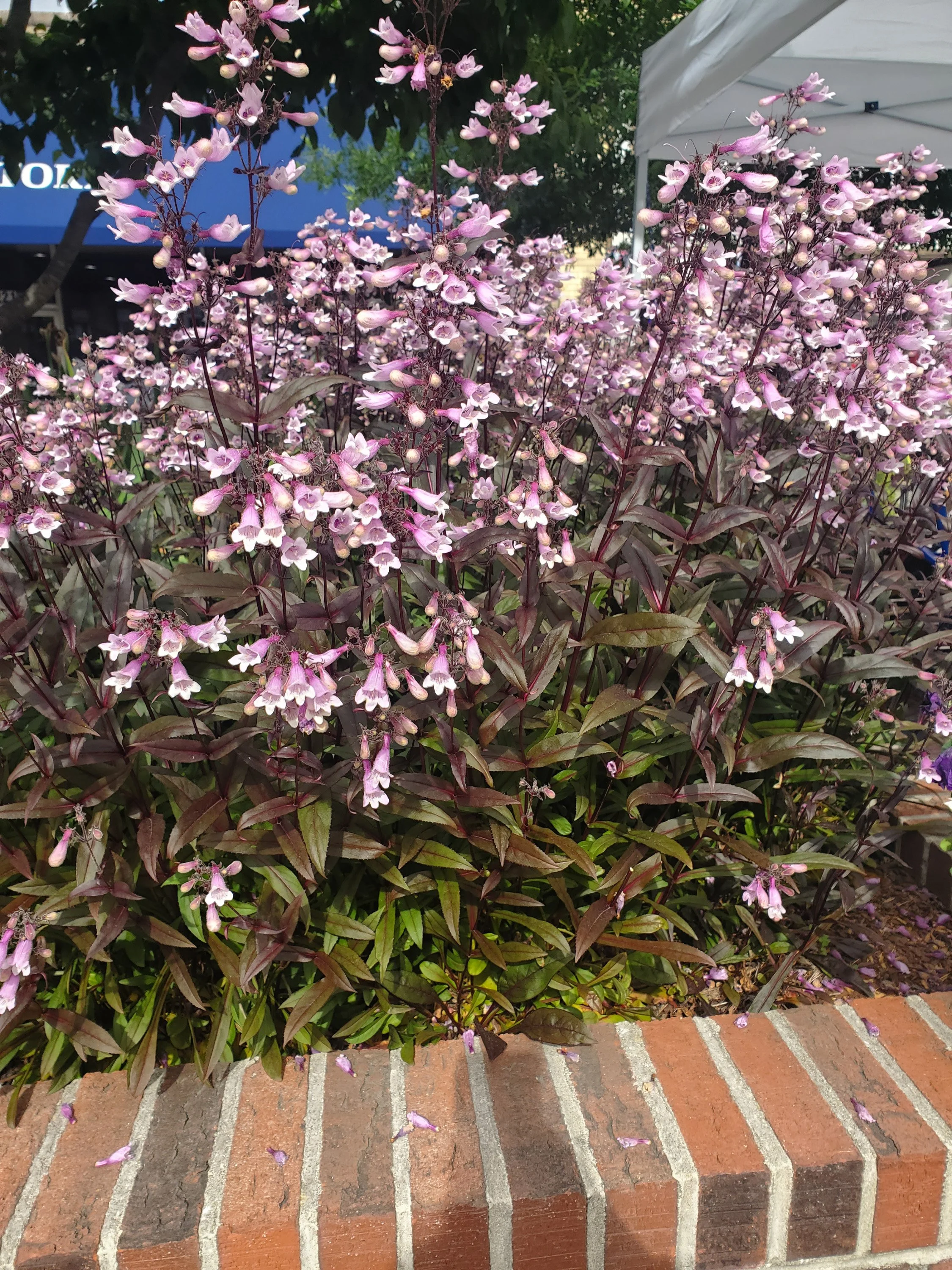 3-120 Penstemon Huskers Red.jpg