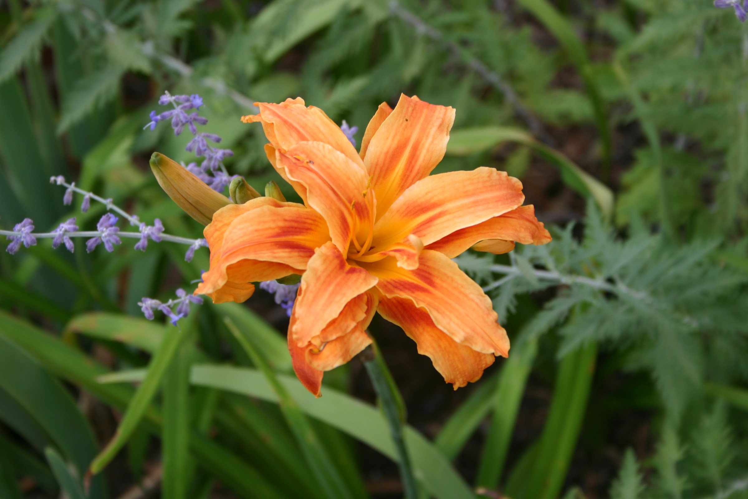 3-178 Hemerocallis triple petal.JPG