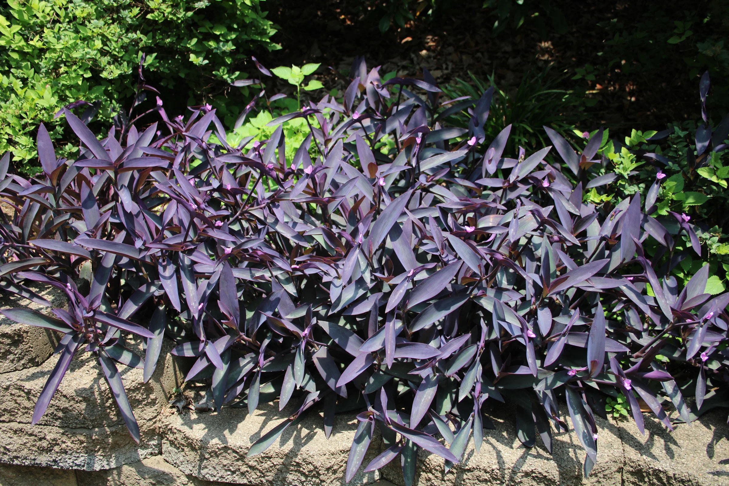 3-127 Tradescantia Purple Heart SCC.JPG