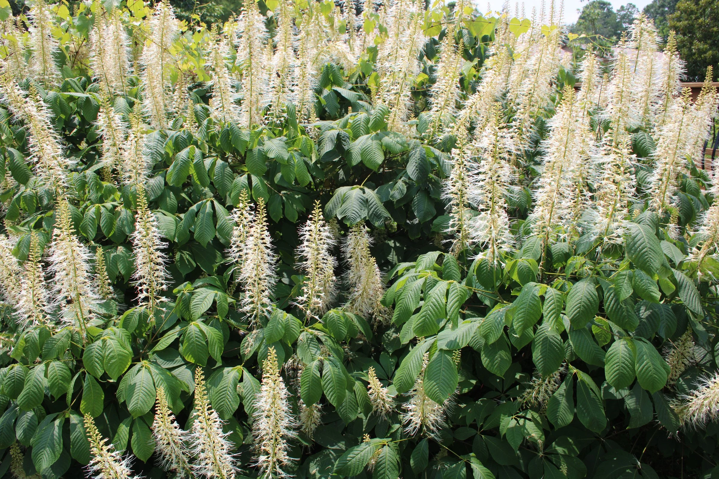 1-3 Aesculus Bottlebrush Buckeye SCC.JPG