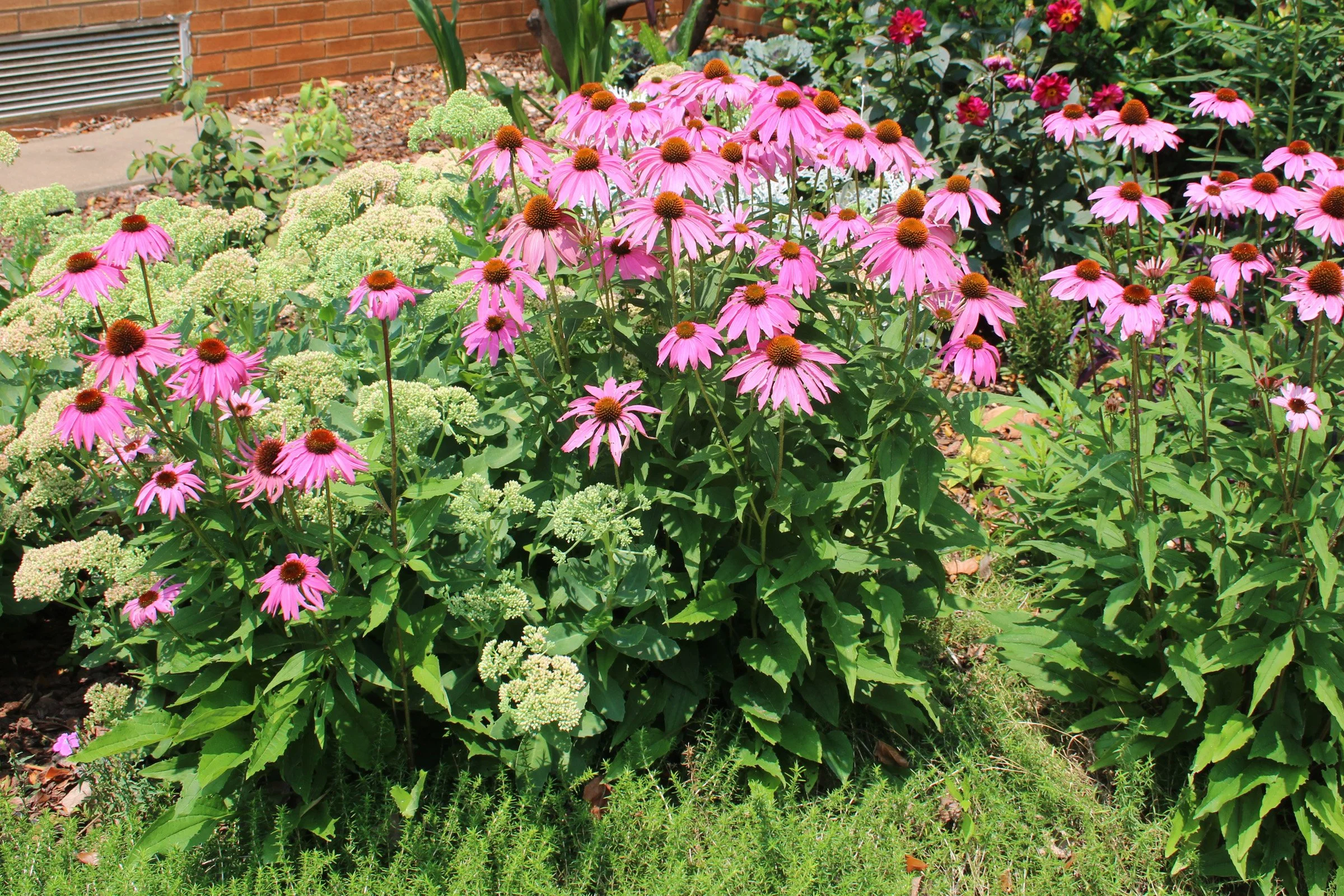 3-103 Echincea powwow berry with sedum SCC.JPG