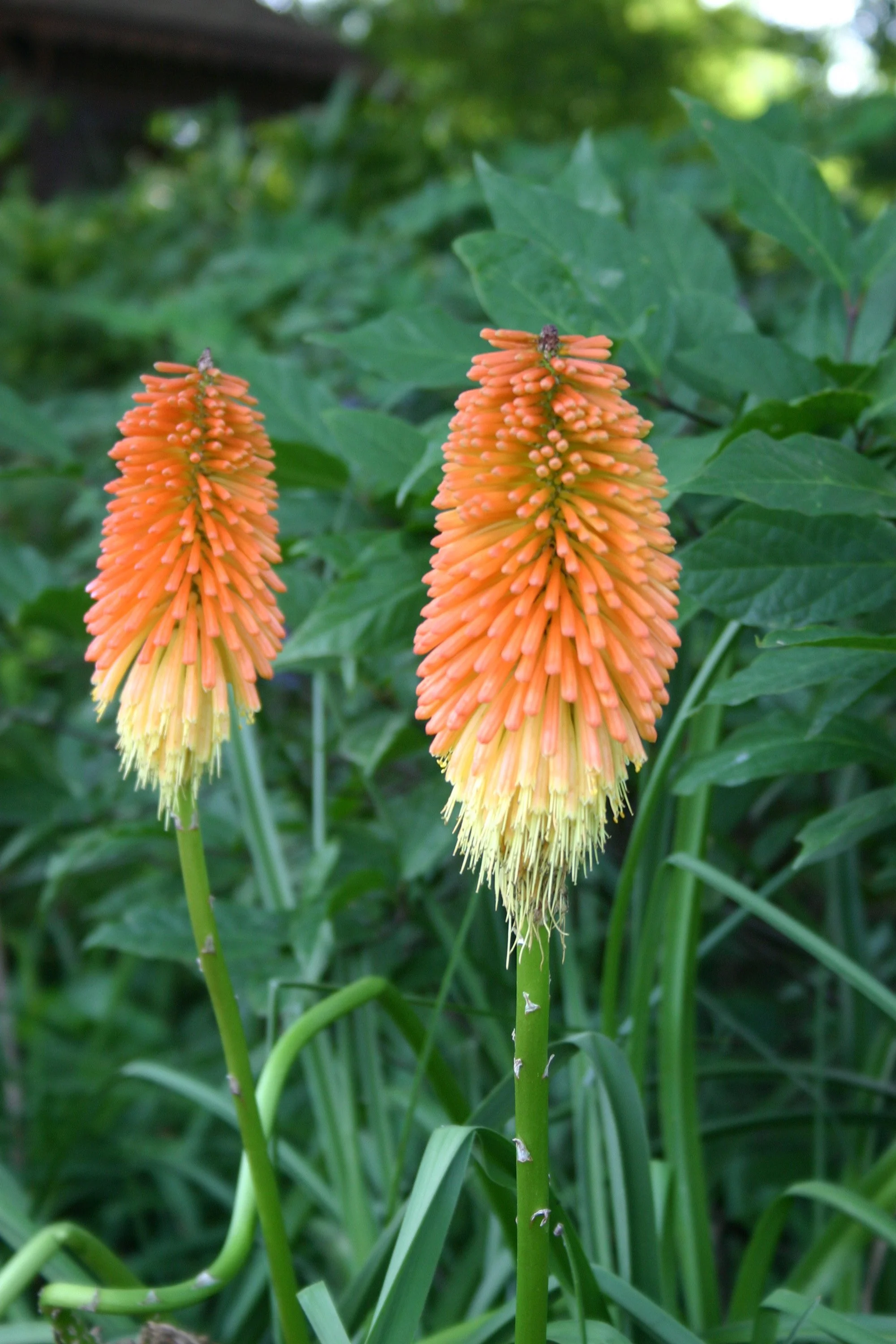 3-111 Kniphofia Red Hot Poker Bloom.jpg