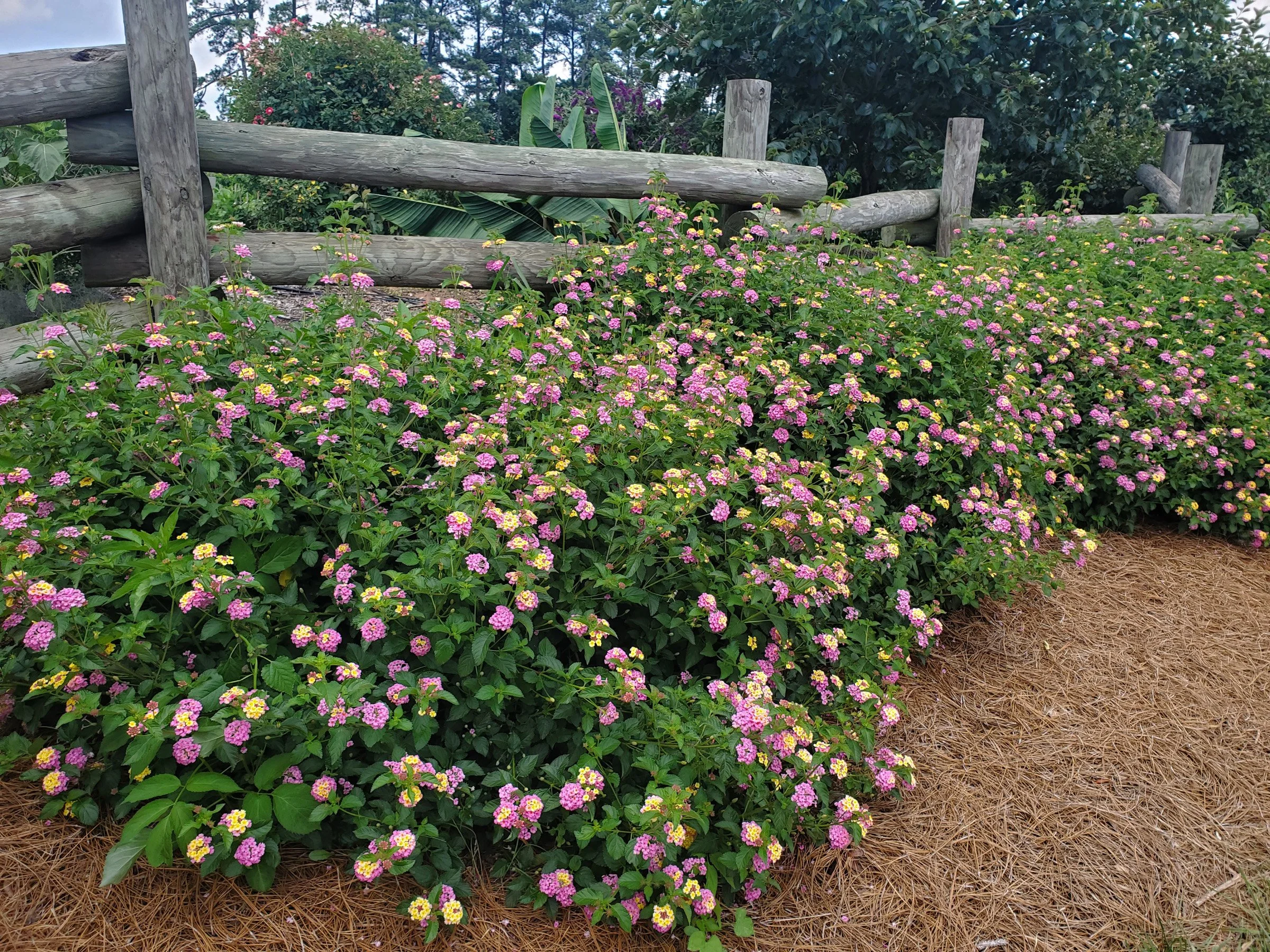 3-113 Lantana hedge against board fence.jpg