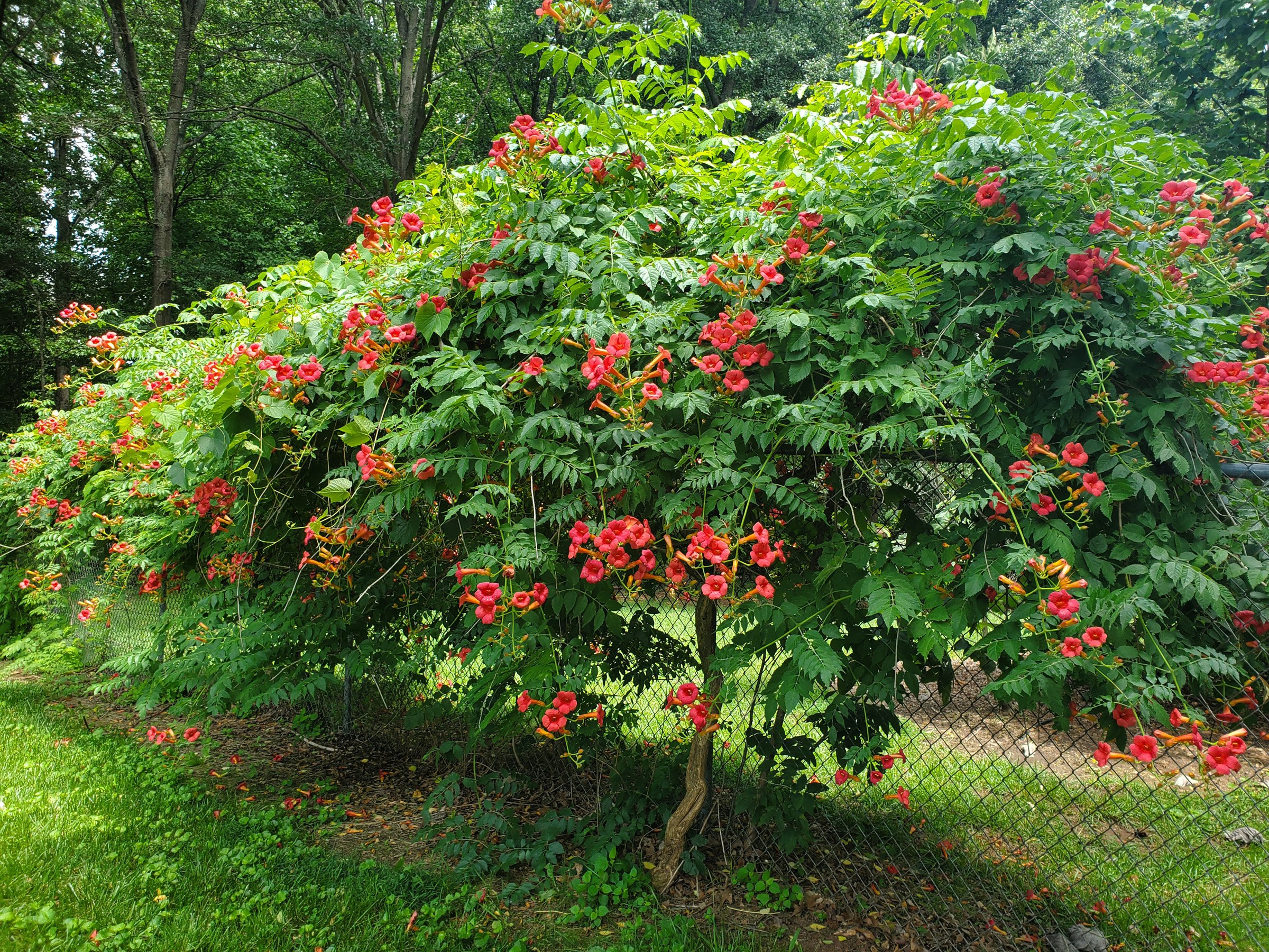 3-184 Campsis on chain link at SCCol.jpg