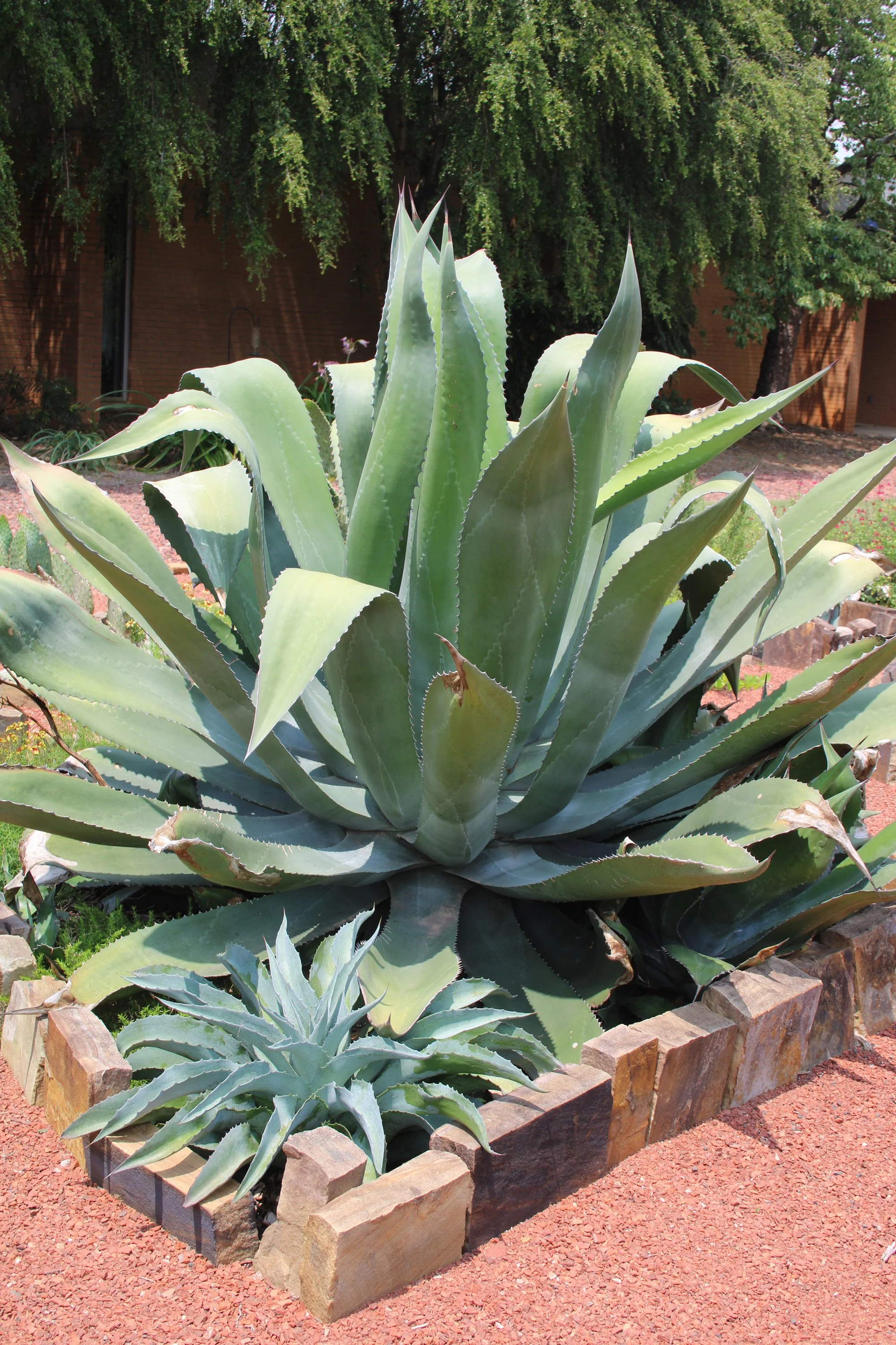 3-224 Agave in xeric pocket SCC.JPG