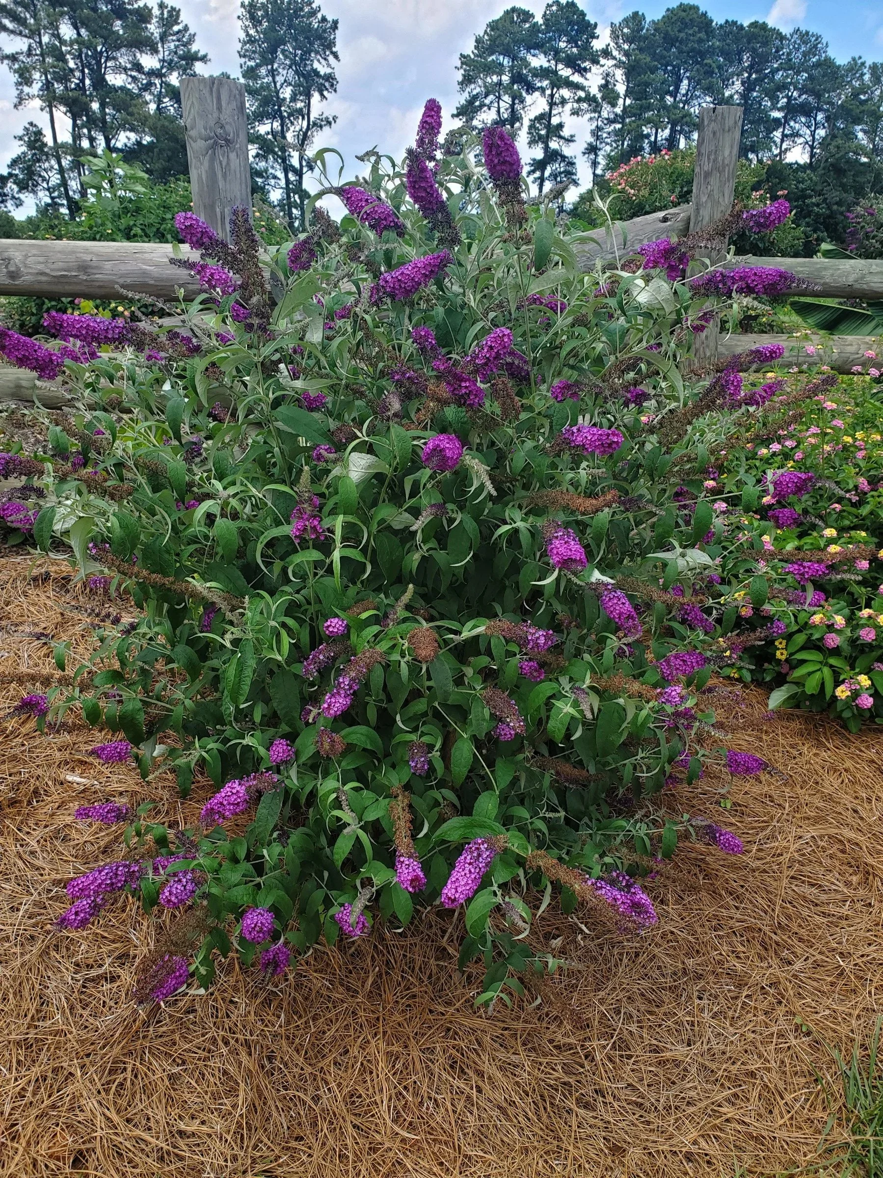 3-83 Buddleia purple against board fence.jpg