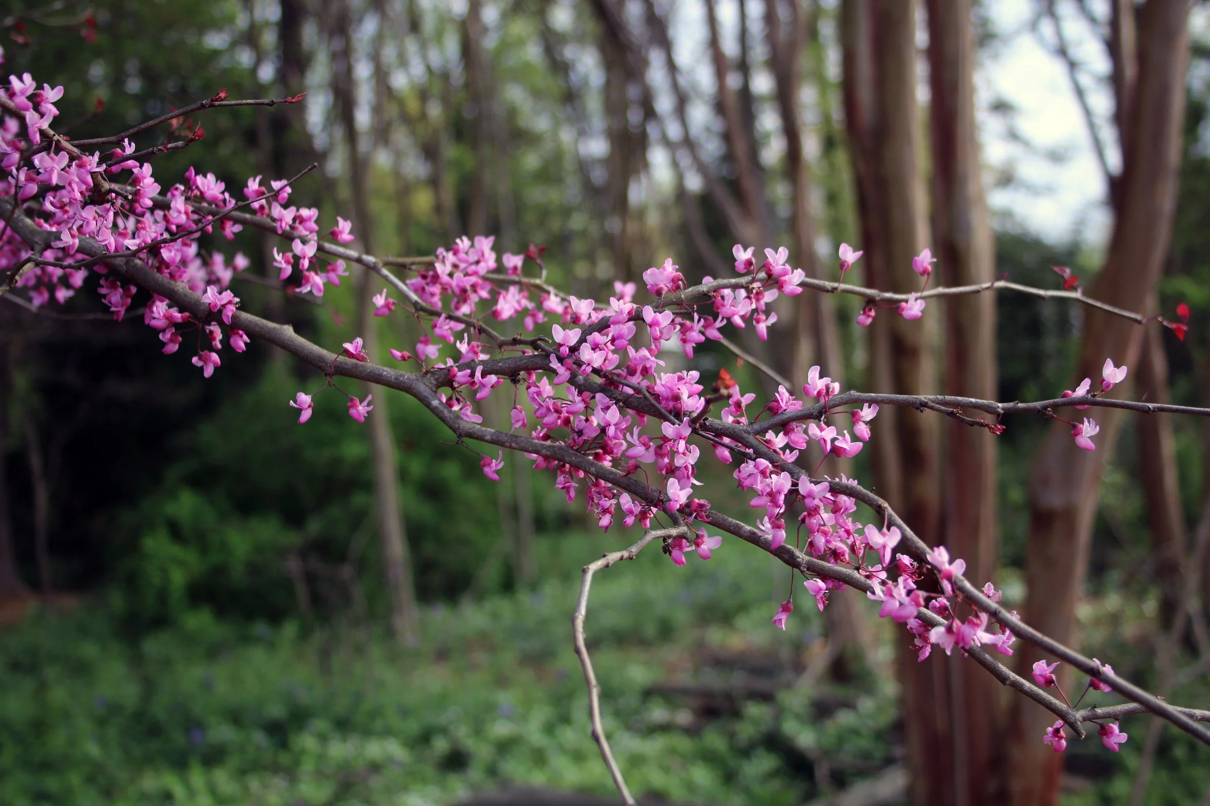 3-3 Cercis canadensis flowers.JPG