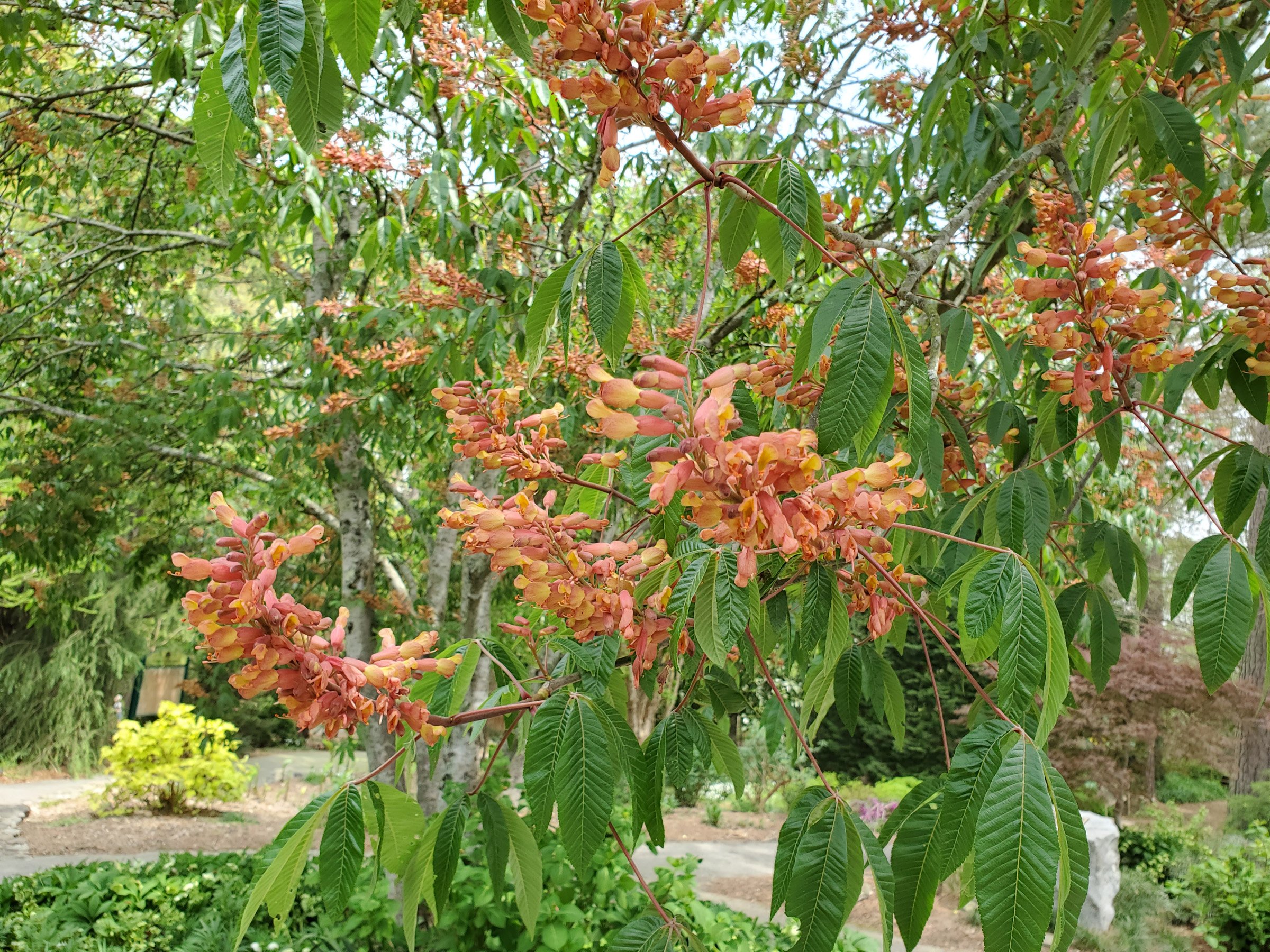 3-2 Aesculus pavia Red buckeye.jpg