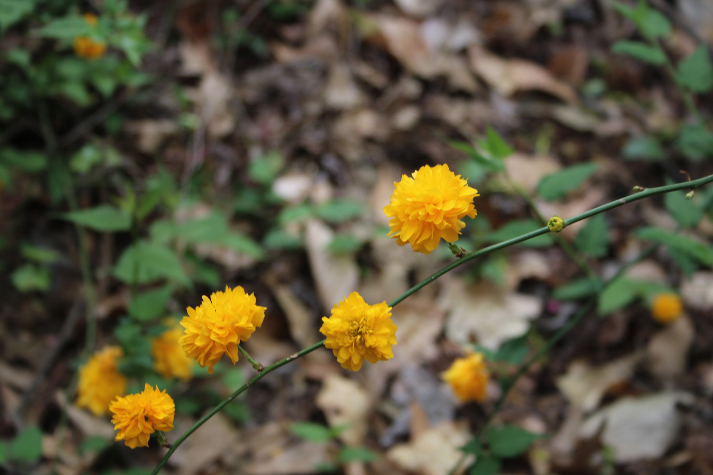 3-22 Kerria closeup of blooms double.JPG