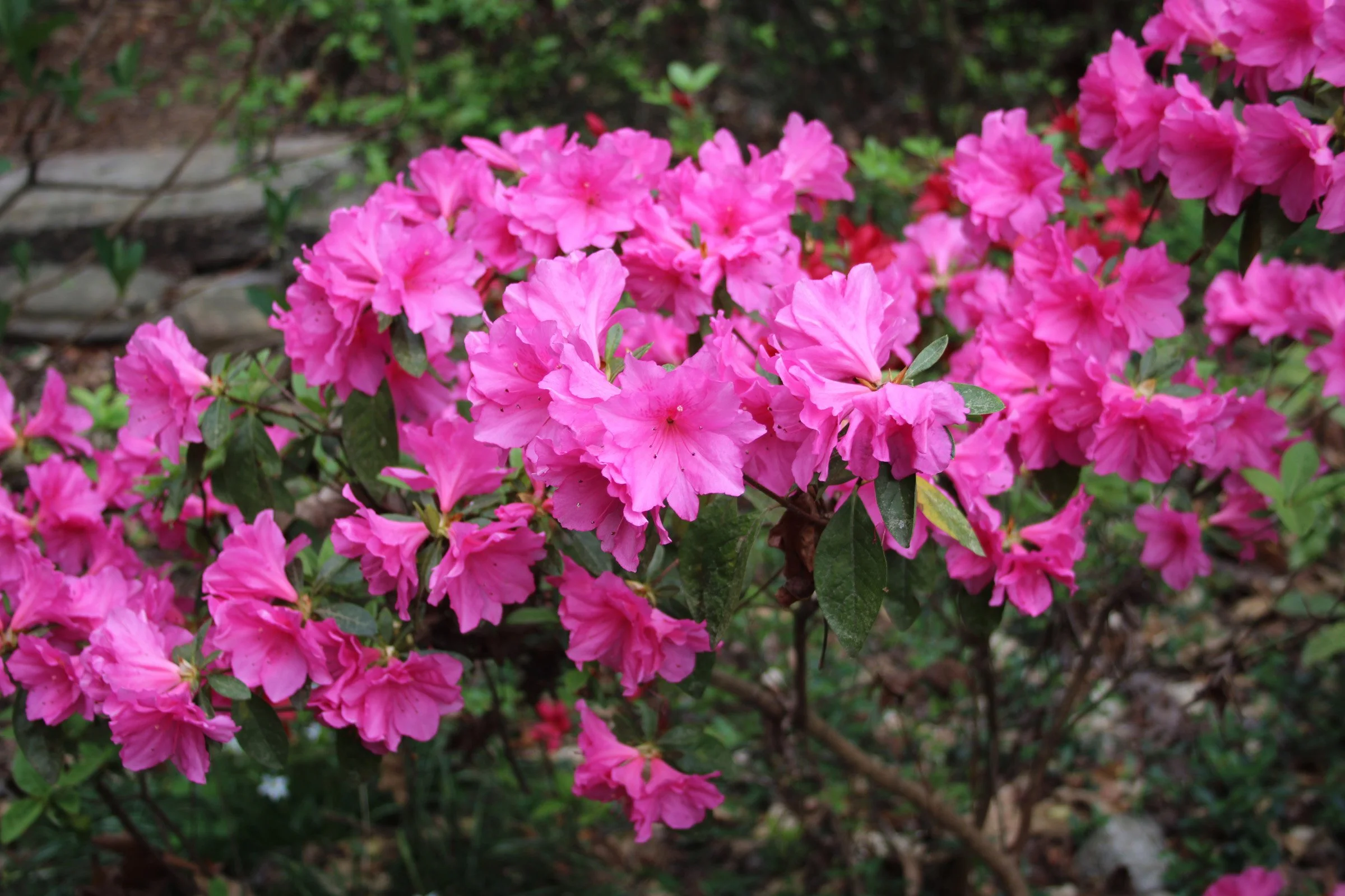 3-29 Azalea pink flowers 1.JPG