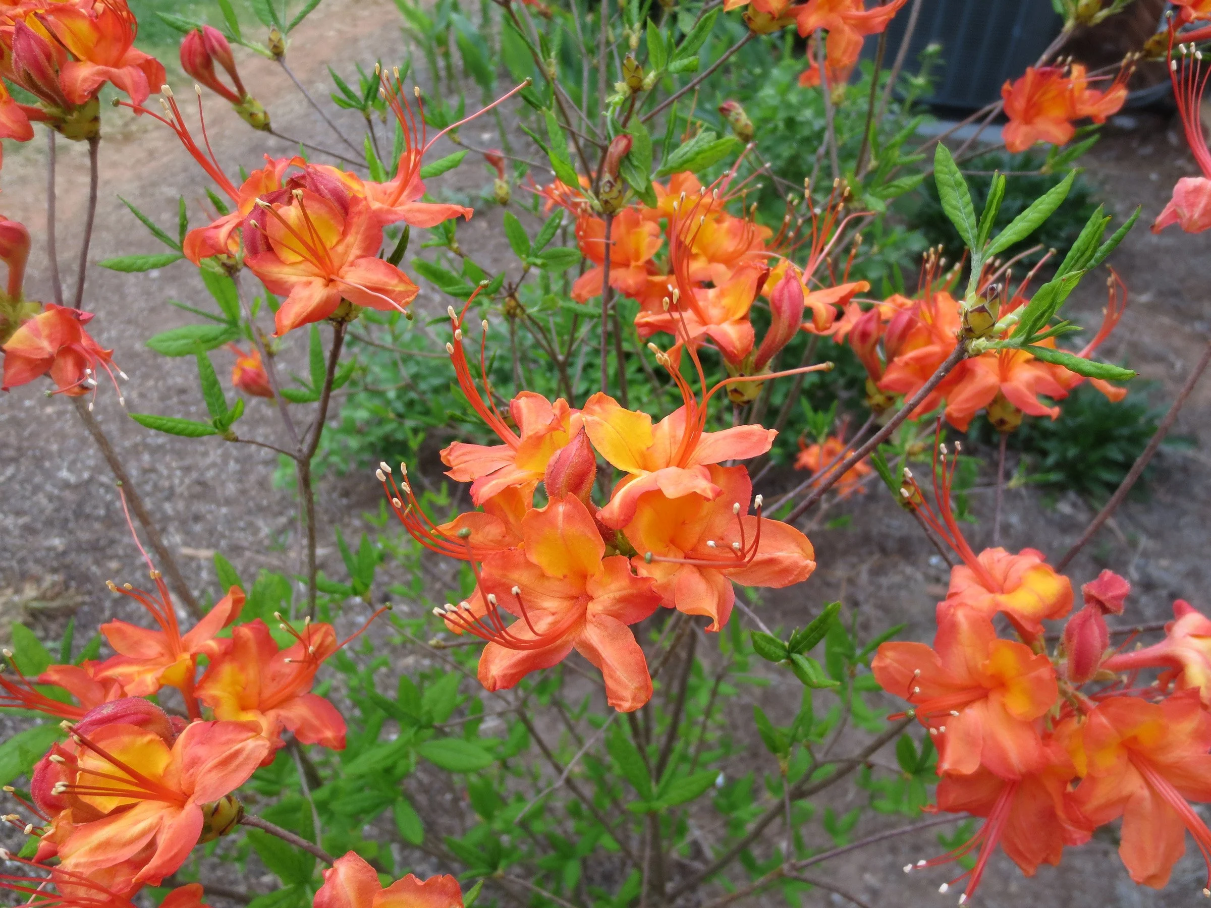 3-33 Rhododendron Native Azalea Orange.JPG