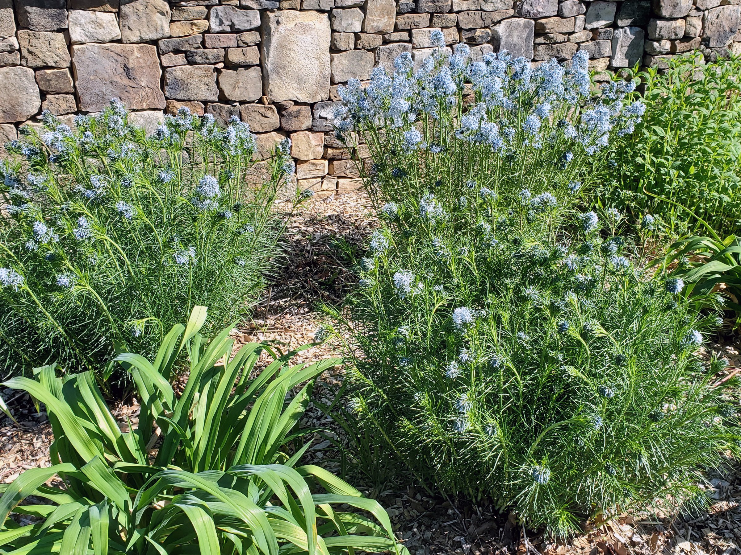 3-37 Amsonia bloom against rock wall HGWP.jpg