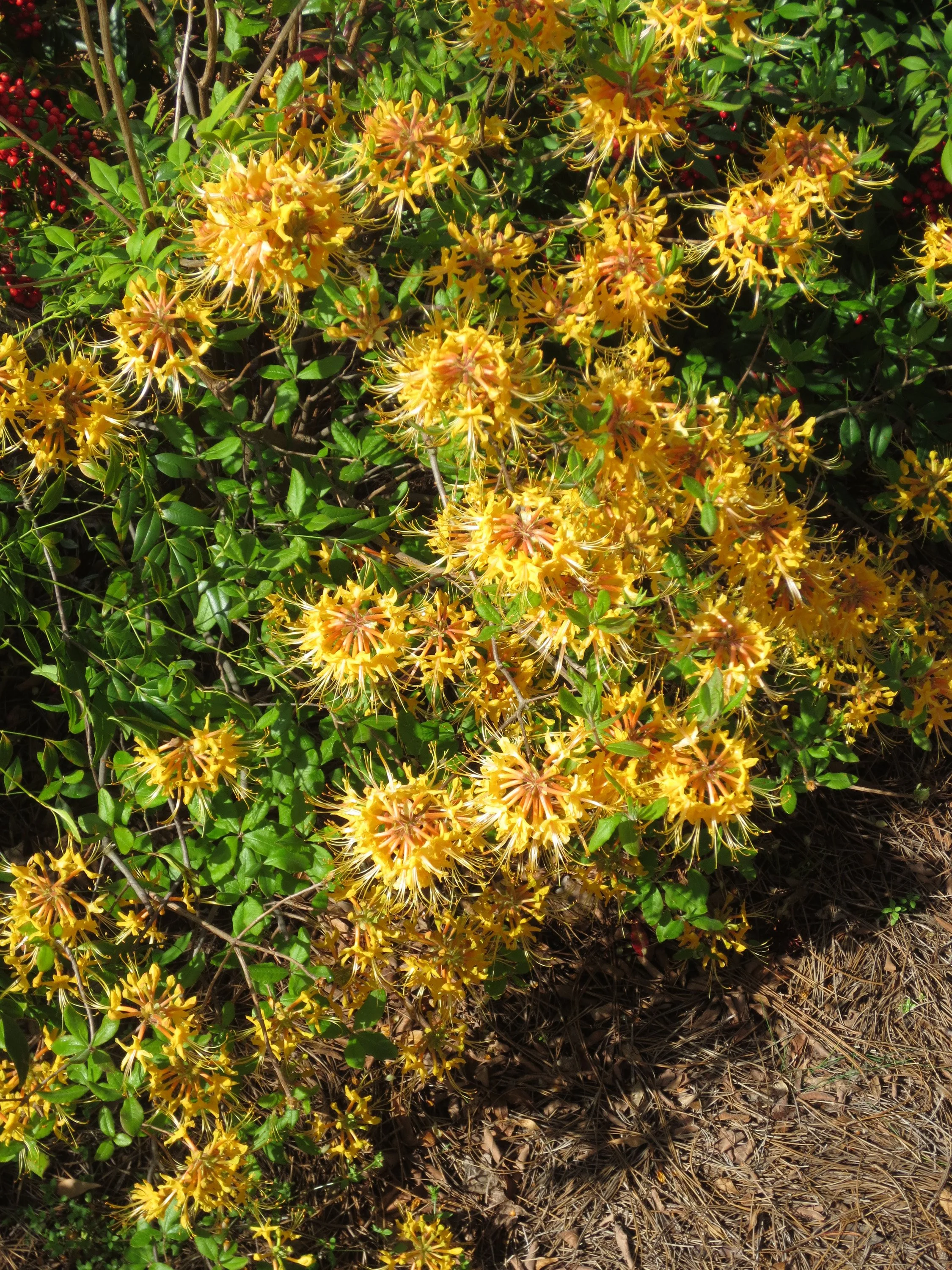 3-34 Rhododendron Native azalea in bloom.JPG