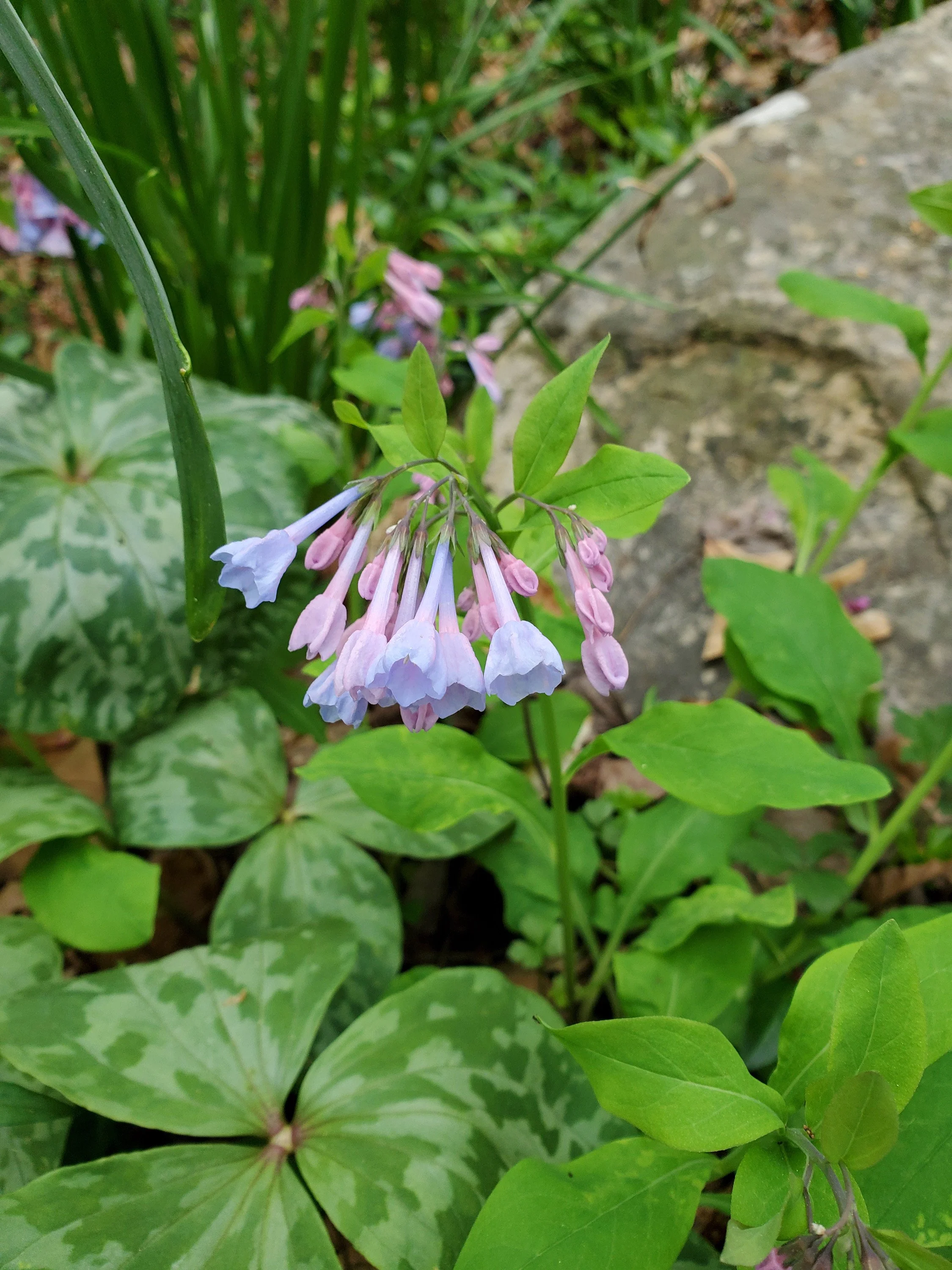3-48 Mertensia closeup 2.jpg