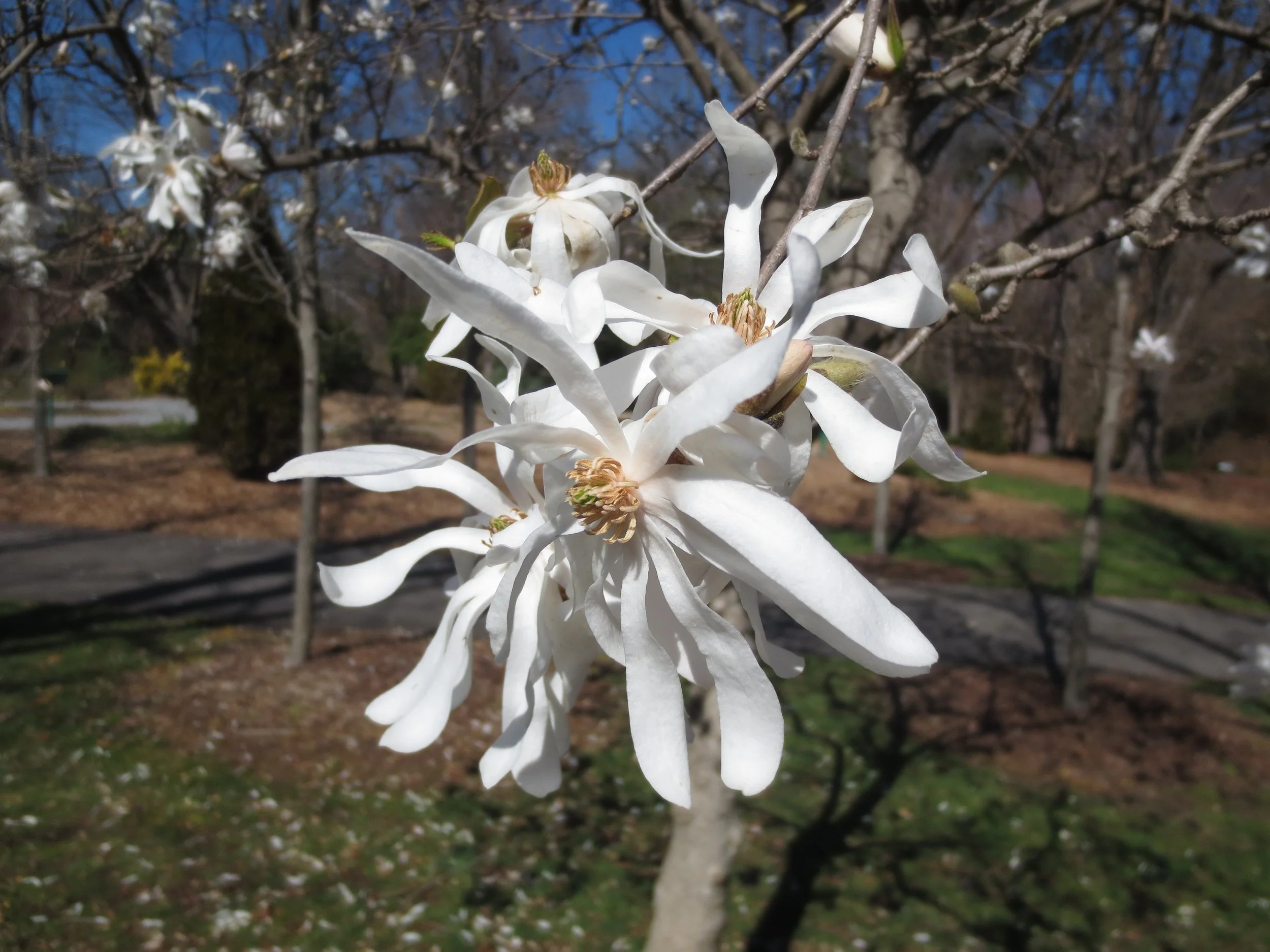 REP 3-14 Magnolia stellata closeup at HGWP .JPG