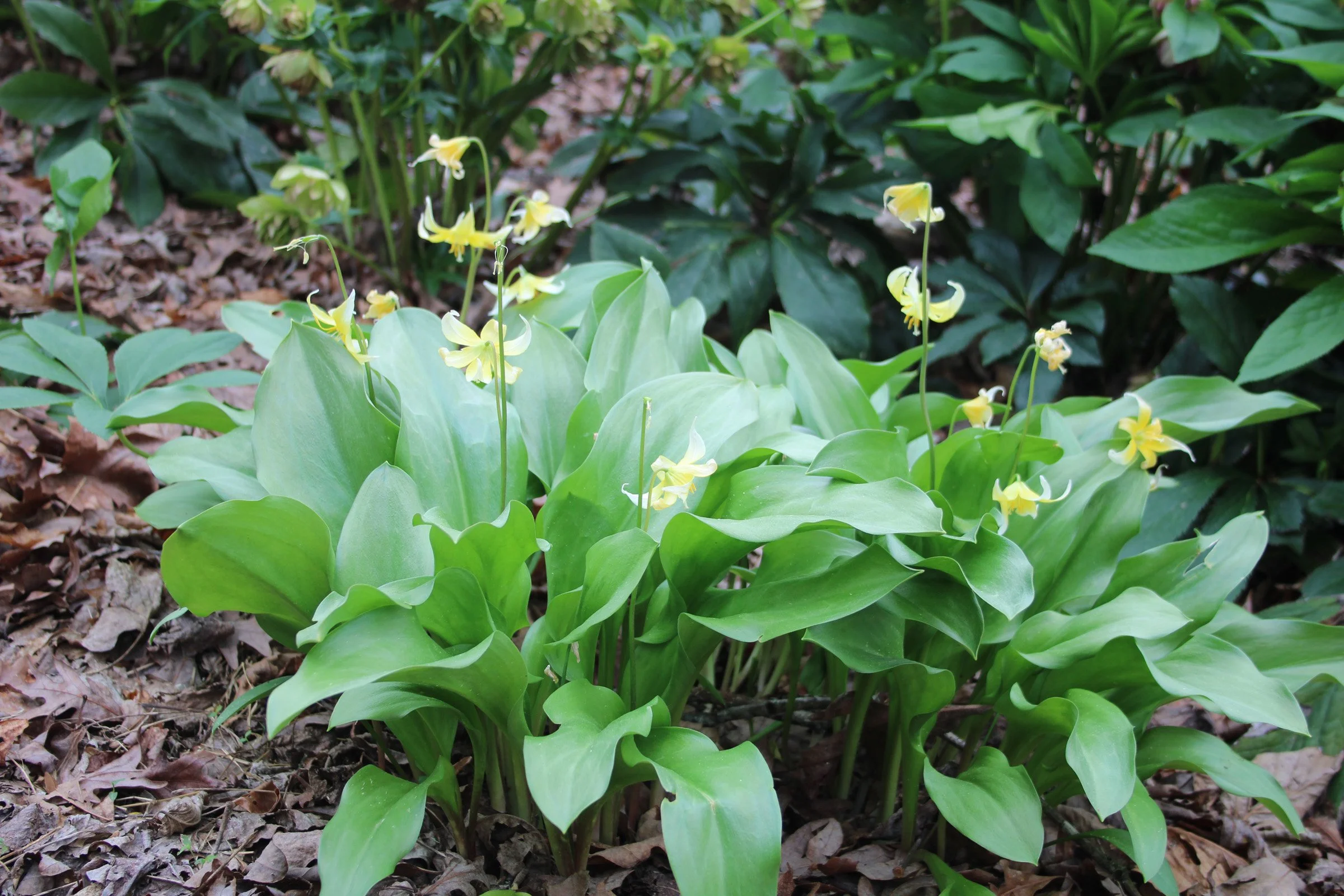 3-56 Erythronium Trout Lily 2.JPG