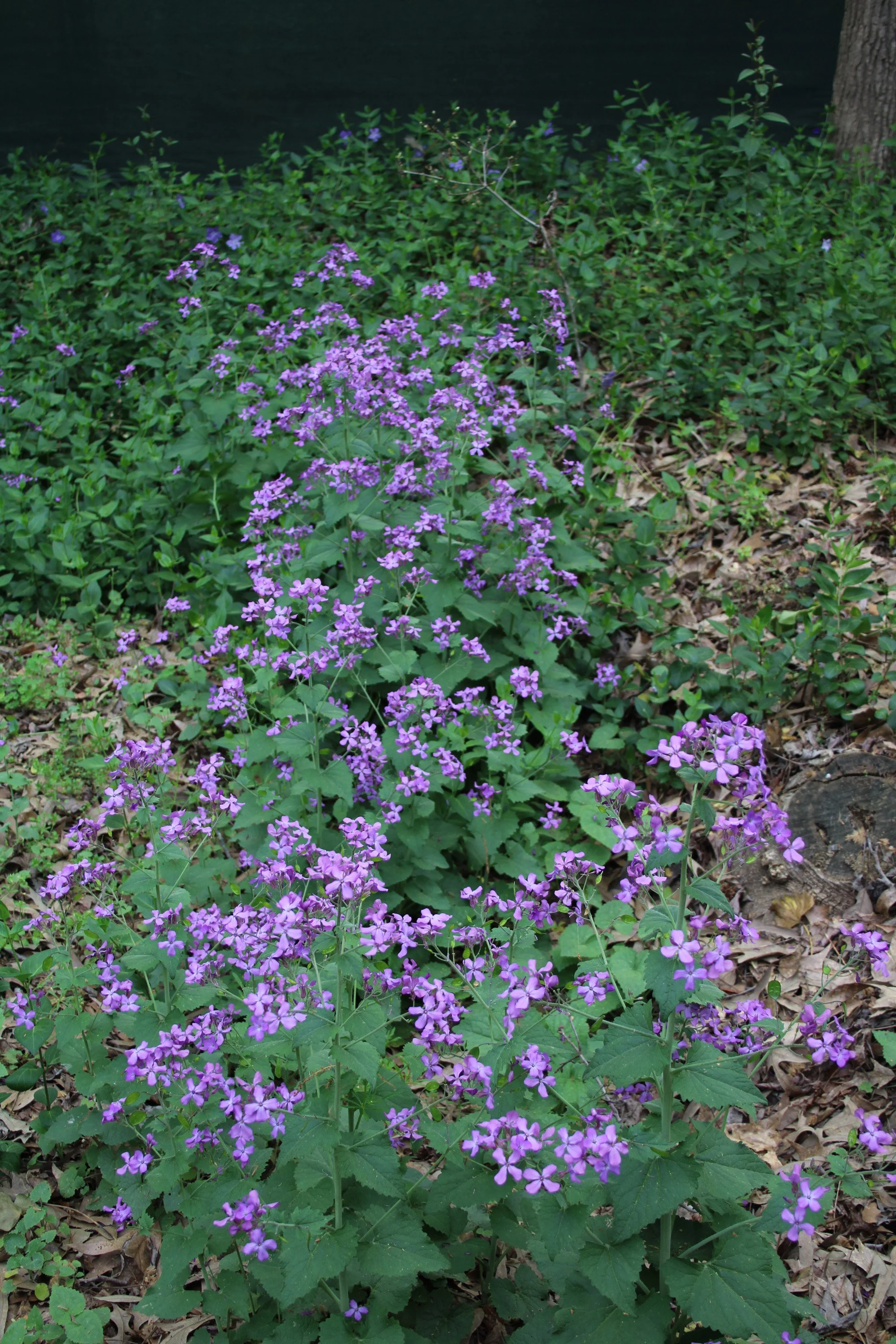 3-52 Lunaria HGWP.JPG