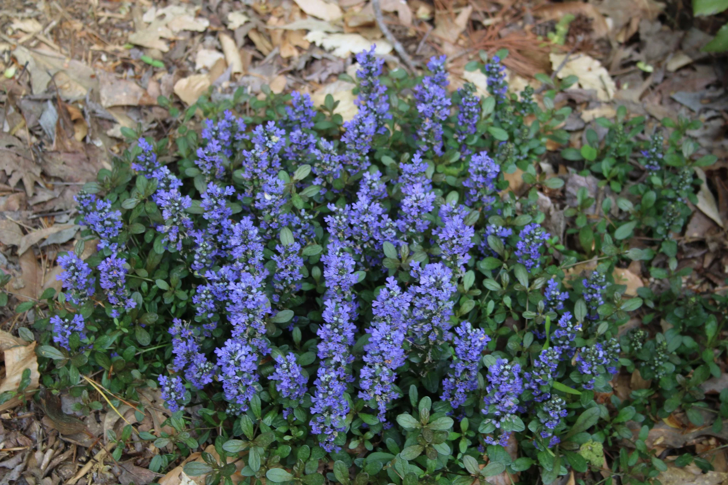 3-72 ajuga in bloom.JPG