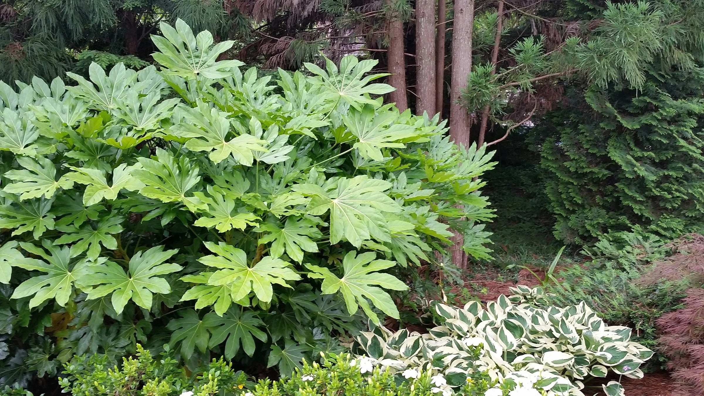 3-88 Fatsia 2 HGWP.jpg