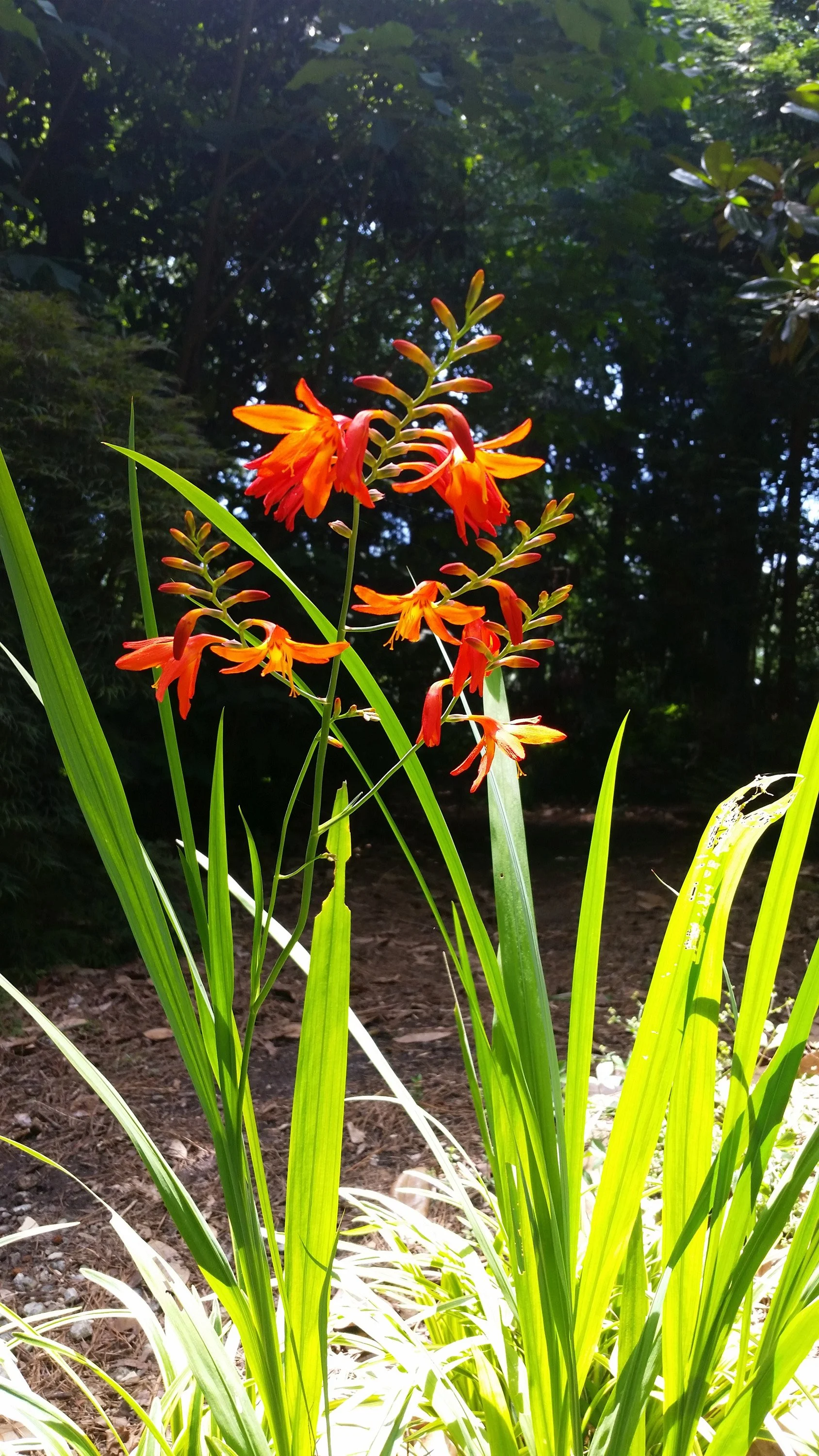 3-175 Crocosmia Backlit orange.jpg
