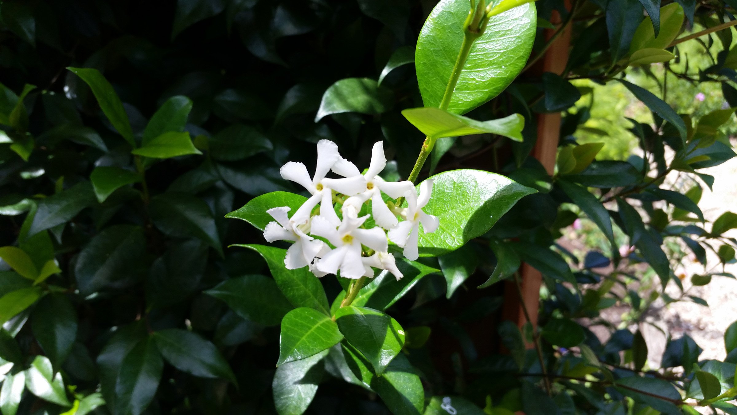 3-188 Trachelospermum Jasmine bloom.jpg