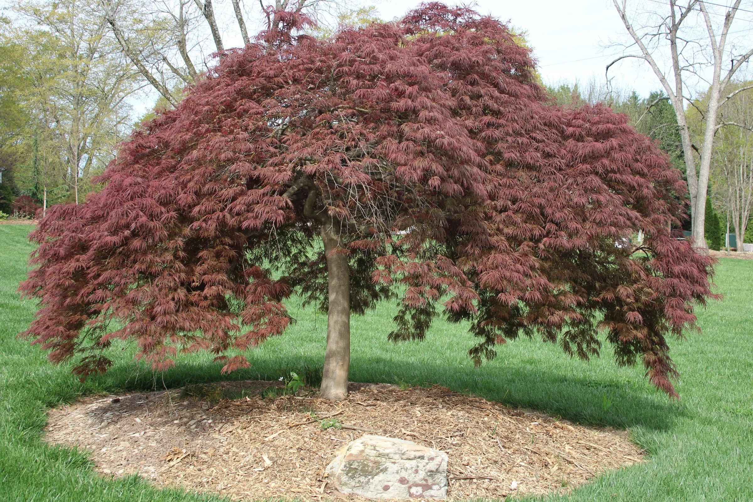 3-199 Acer palmatum red jap maple HGWP.JPG