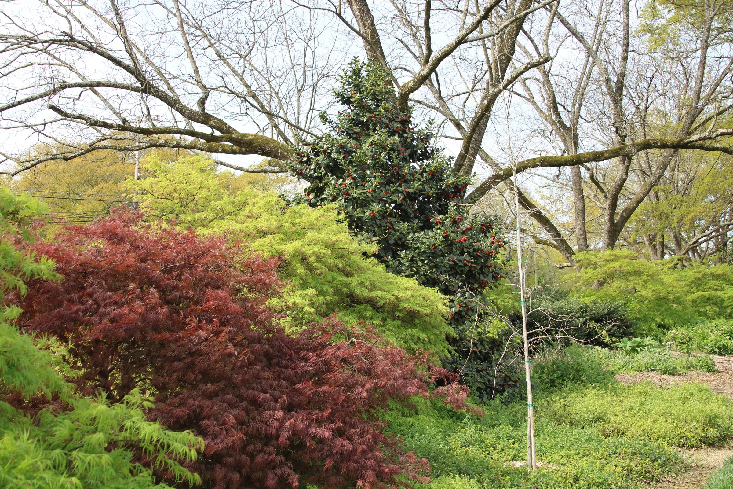 3-200 Acer palmatum red and green border in spring.JPG