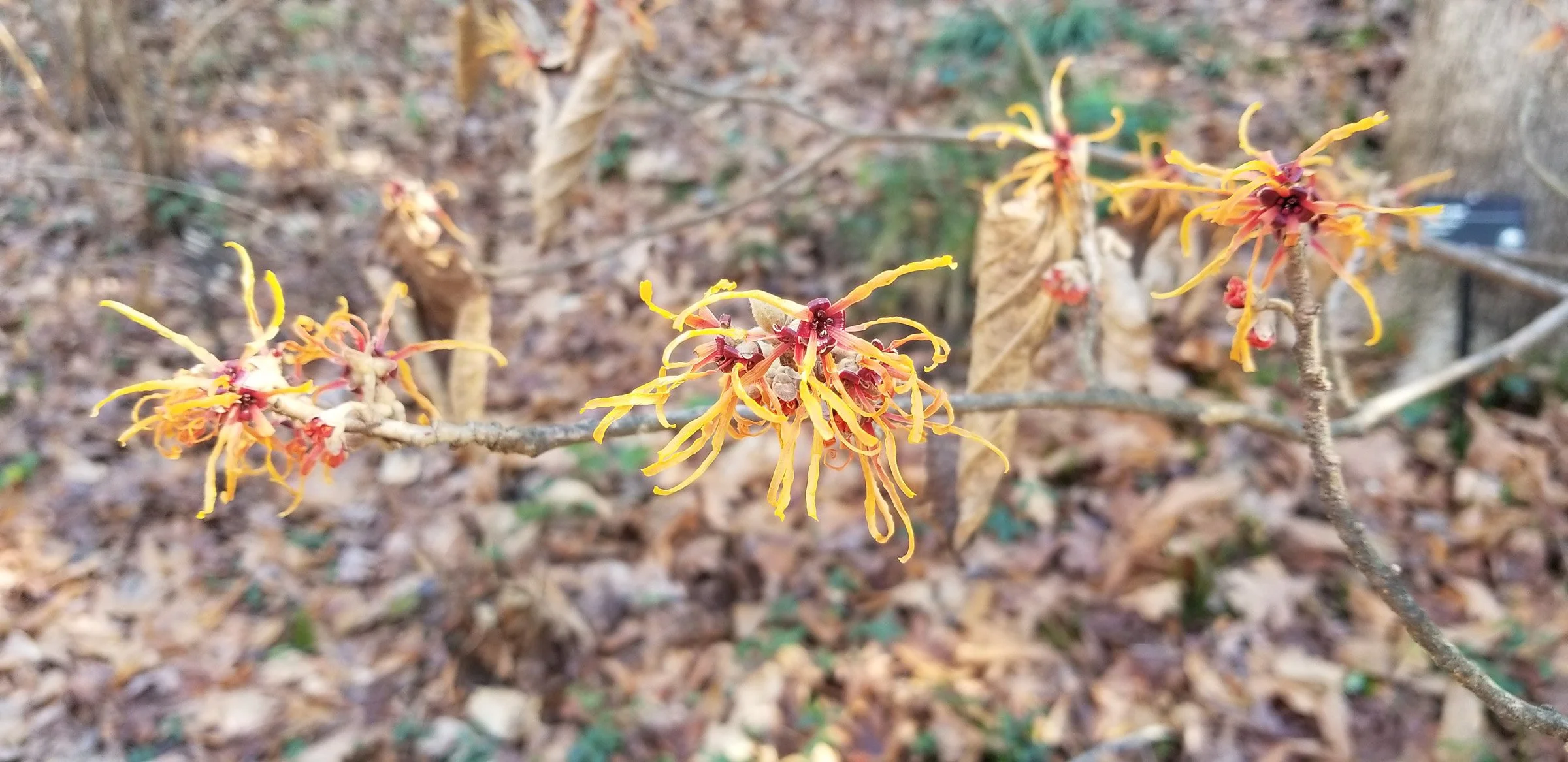 3-252 Witchazel 2.jpg