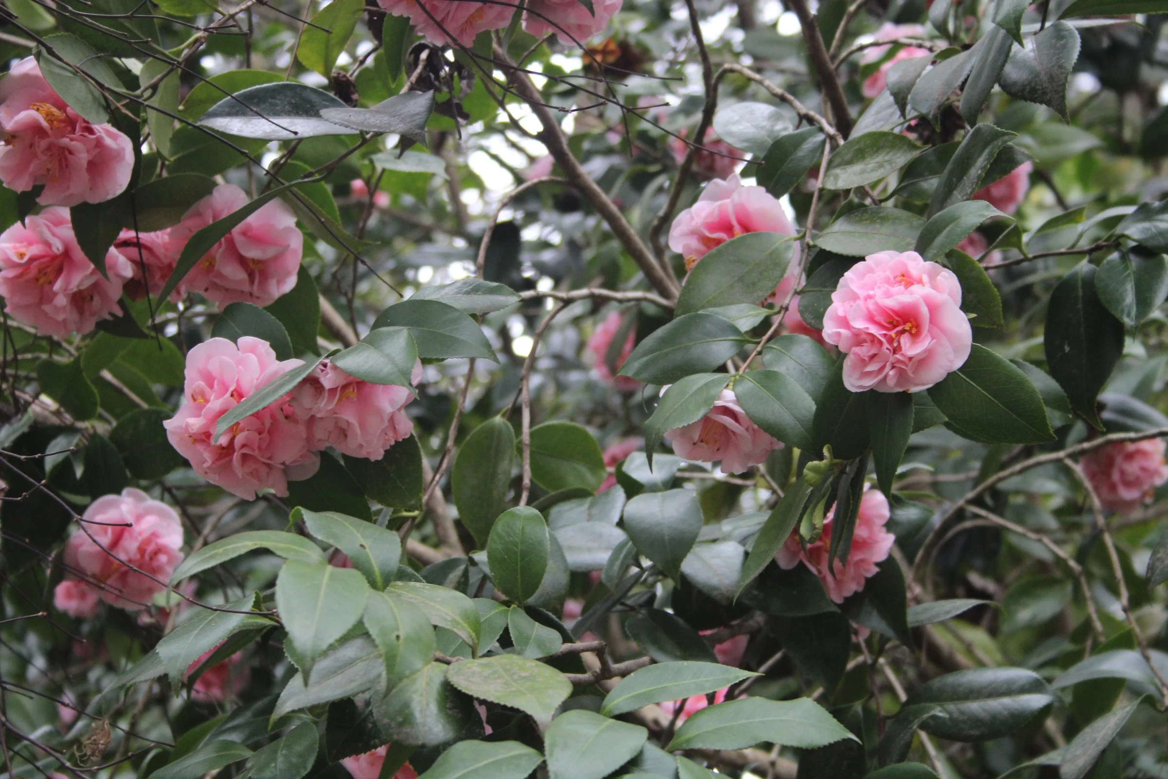 3-255 Camellia jap pink double.JPG