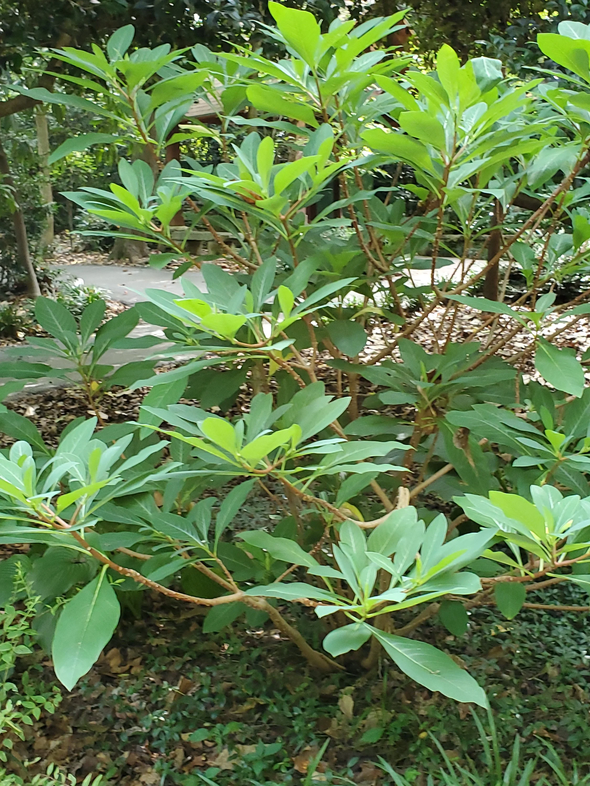 3-262 Edgeworthia leaves only.jpg