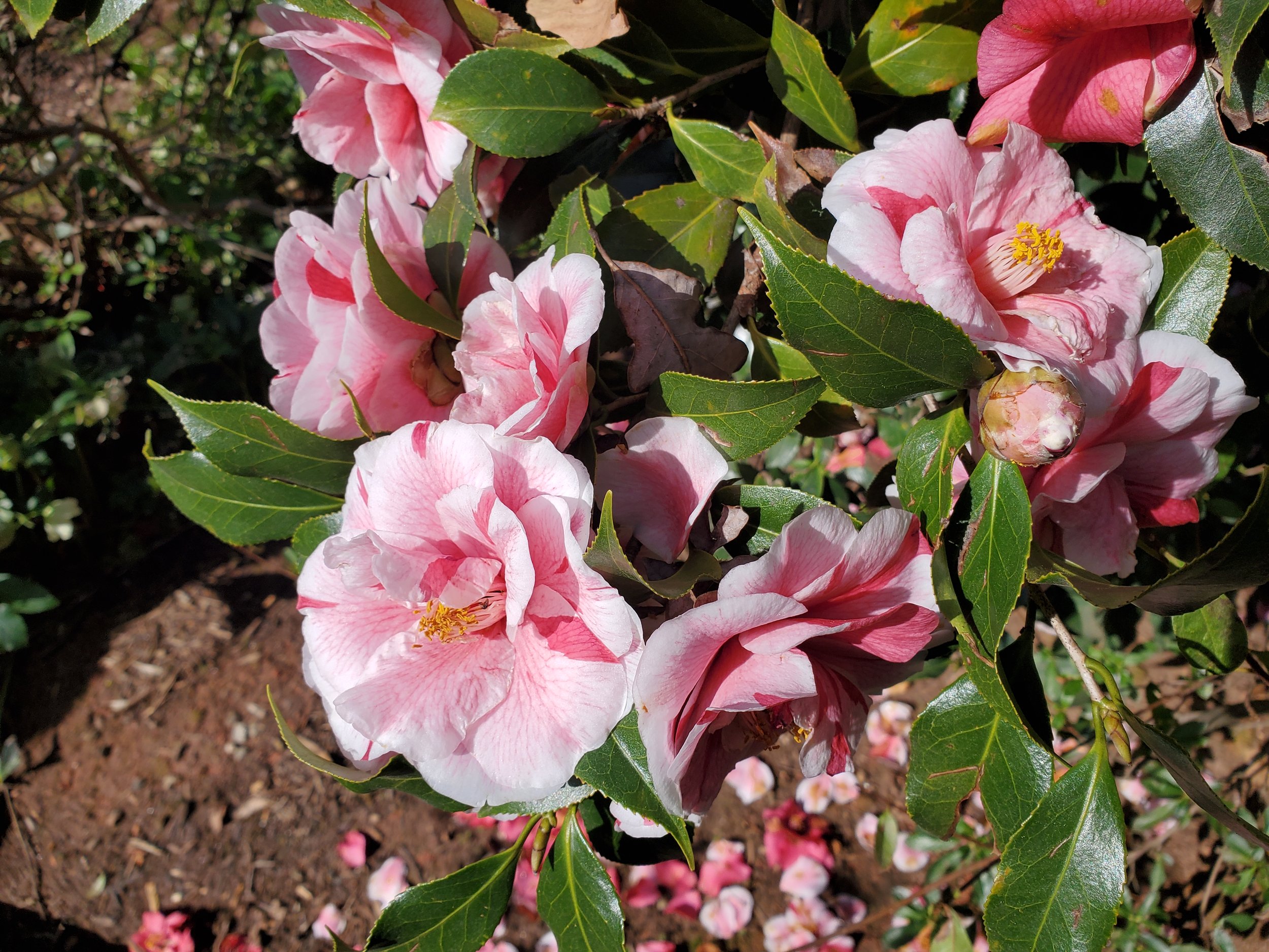 3-257 Camellia jap variegated.jpg