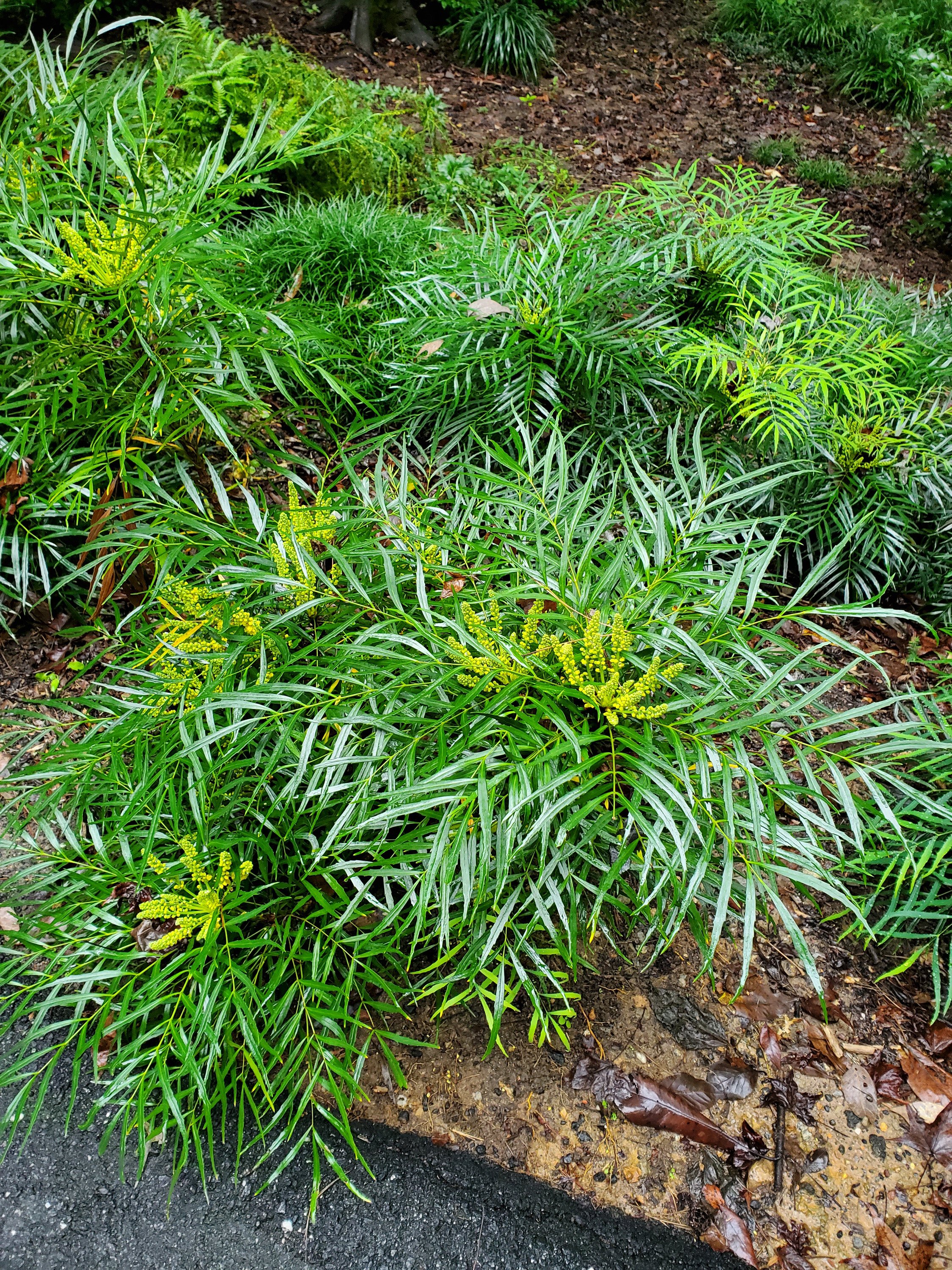 3-274 Mahonia eurybracteata.jpg
