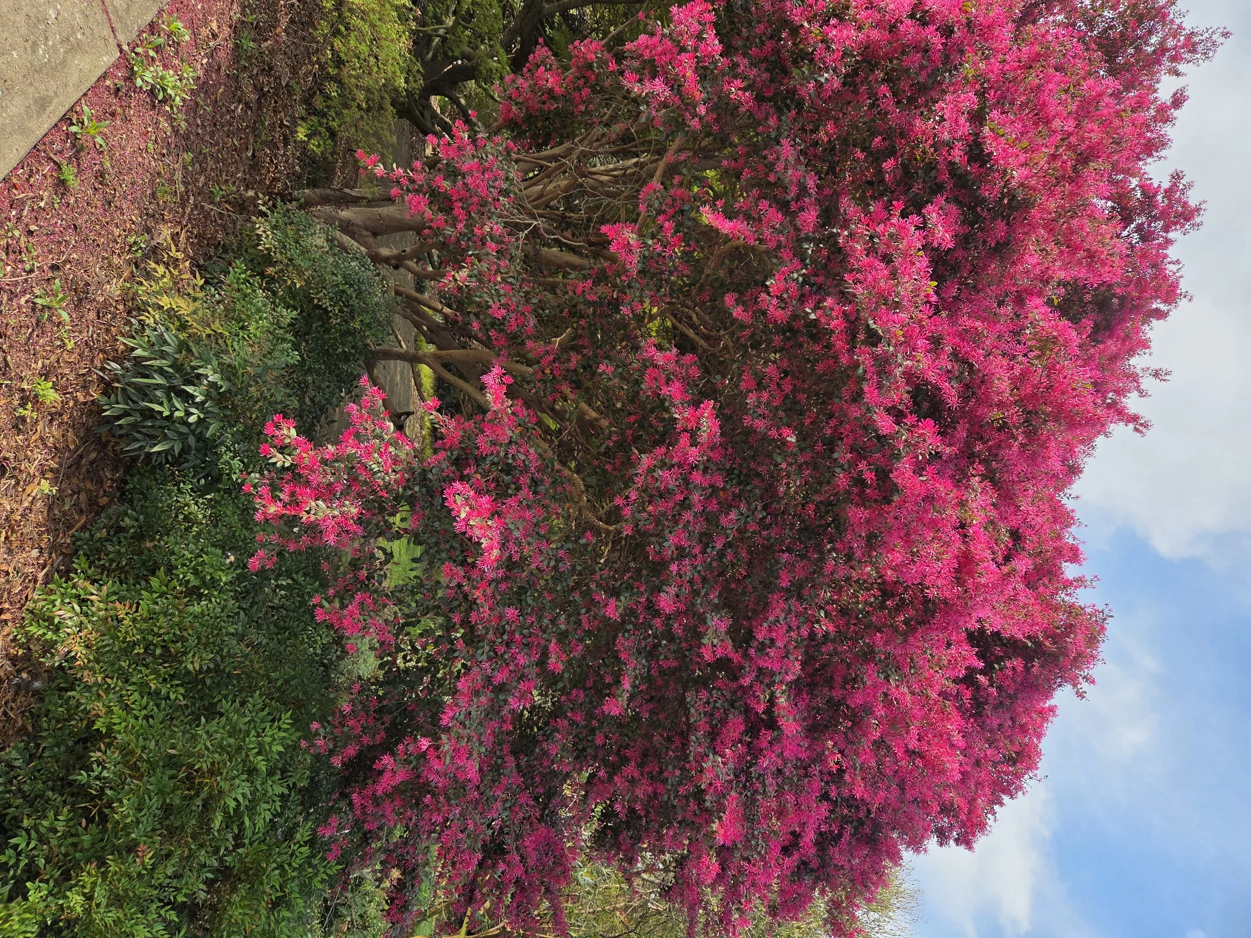 3-23 REP Loropetalum tree formed SCC.jpg
