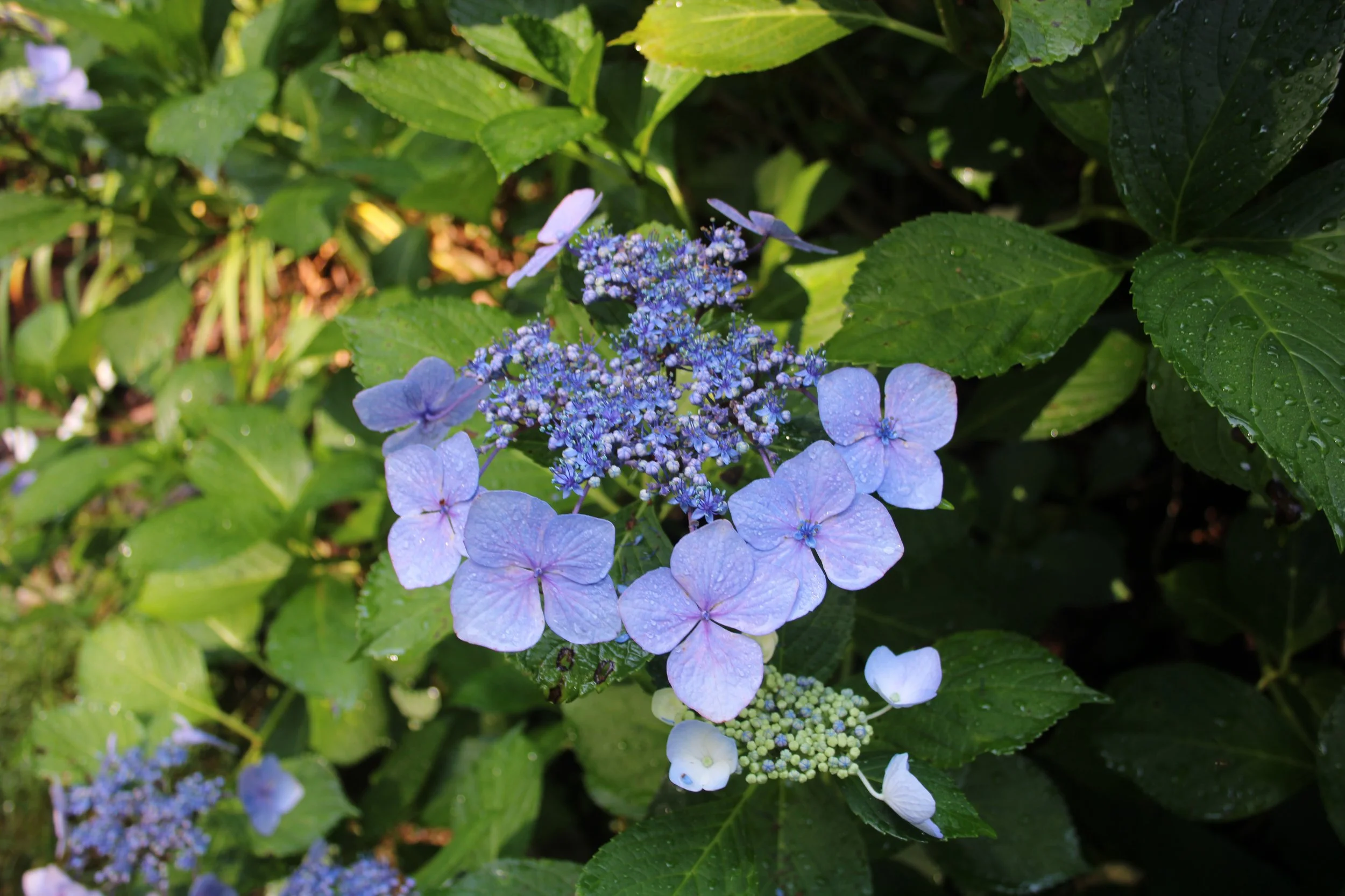 3-92 ADD Lacecap Hydrangea SCC.JPG